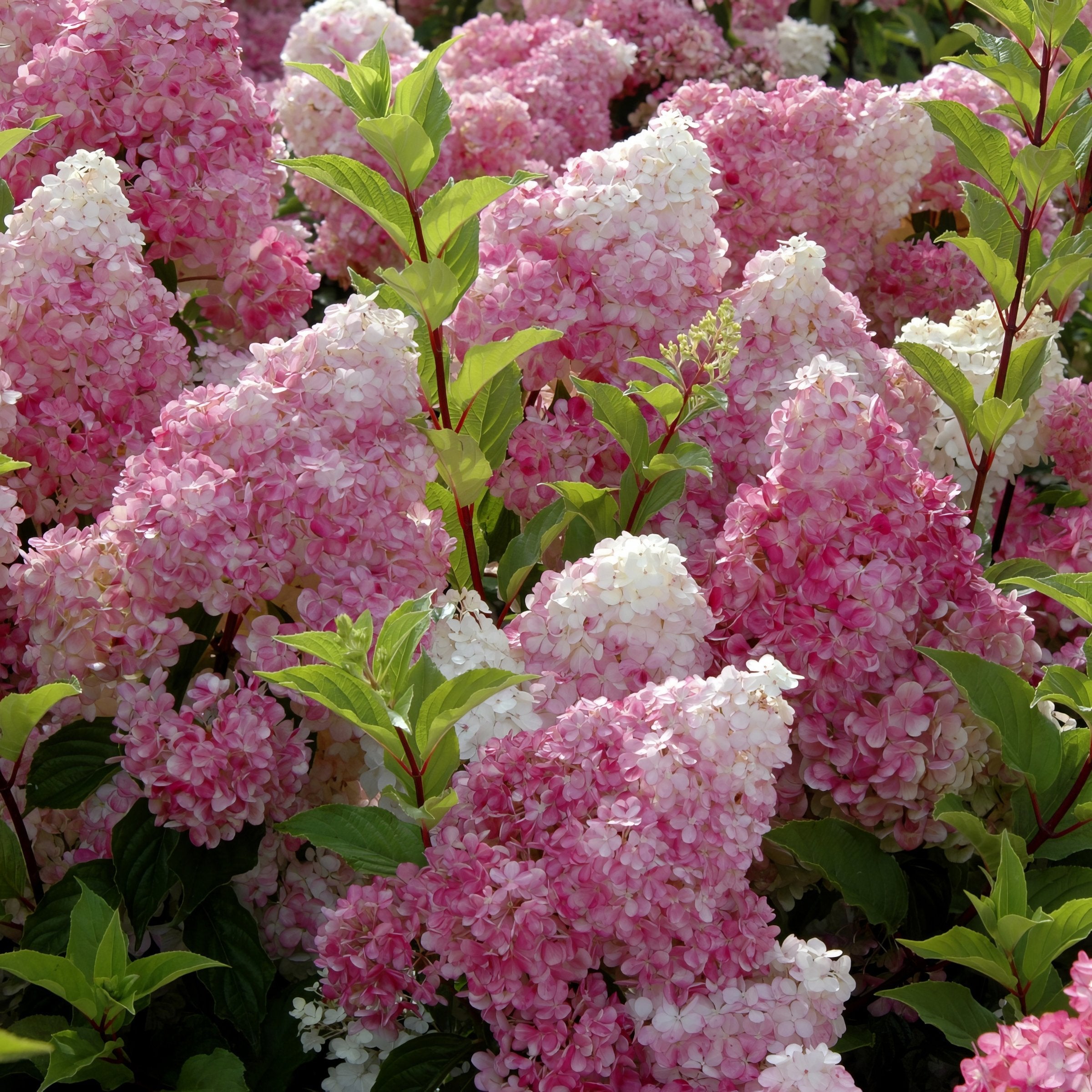 Hydrangea Strawberry Sundae - Trade Gallon Pot