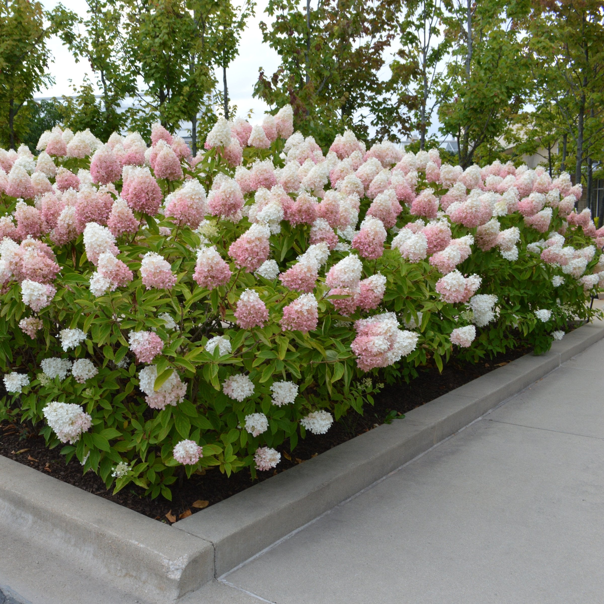 Hydrangea Strawberry Sundae - Trade Gallon Pot
