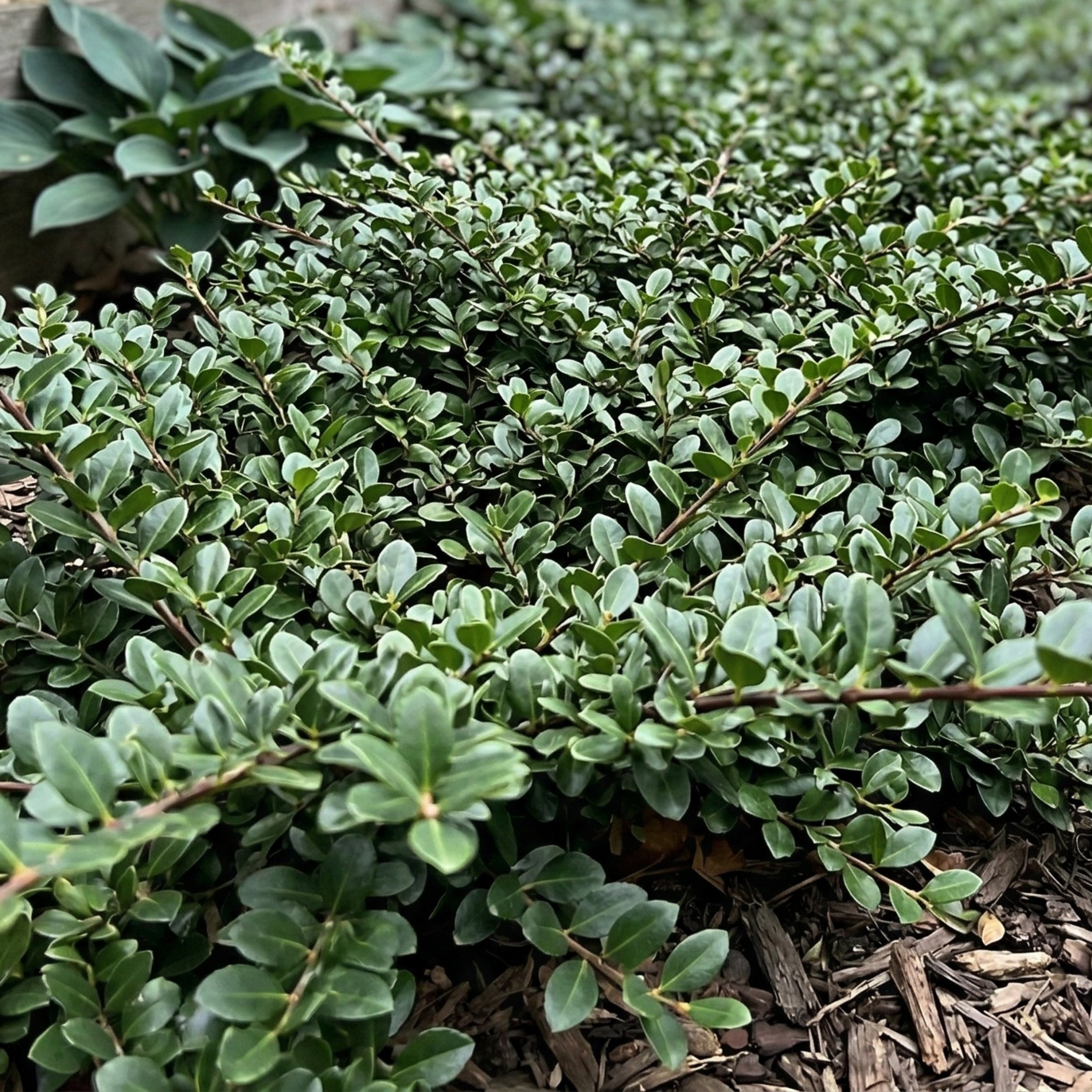 Ilex Holly 'Helleri' - 1 Gallon (Pick Up Only)