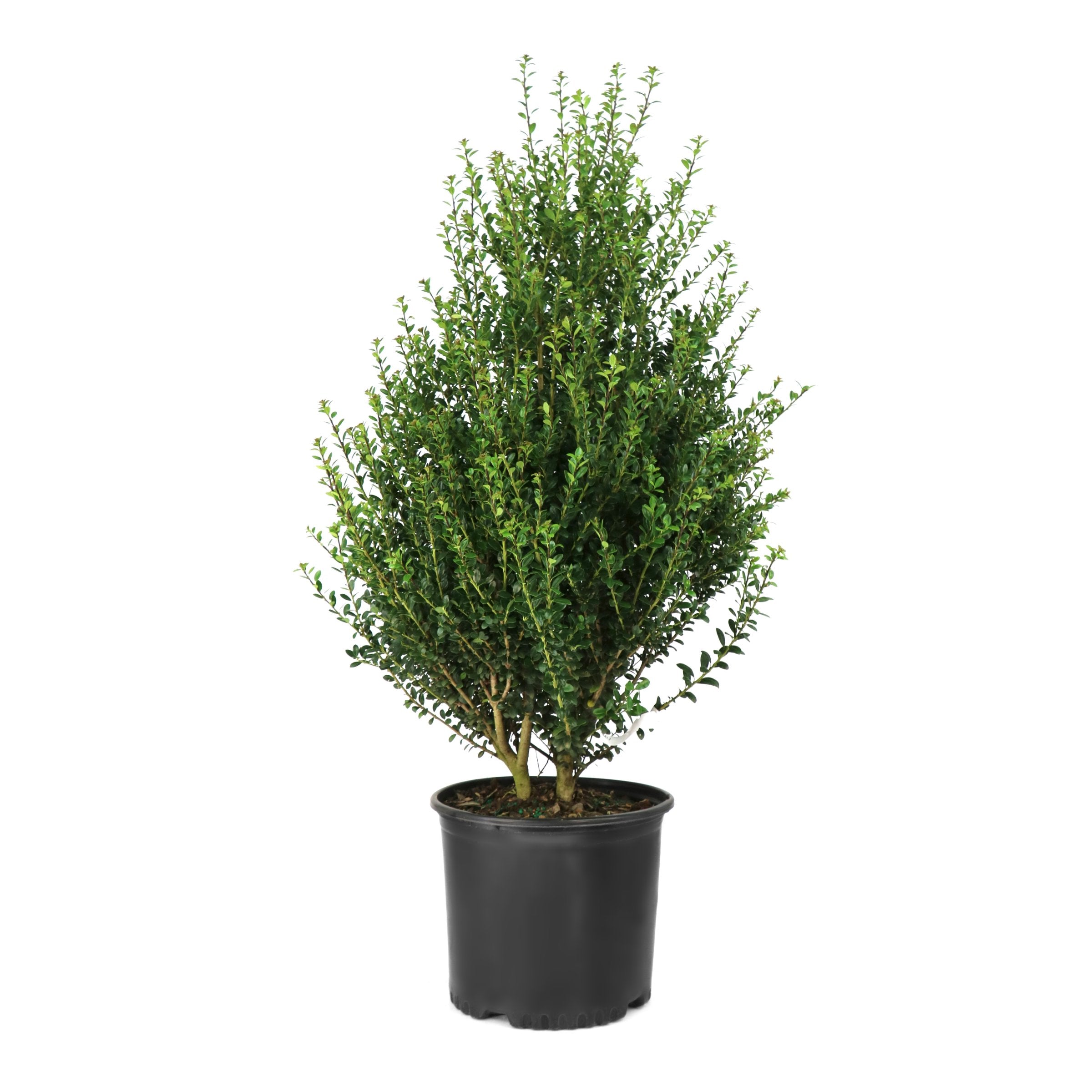 Ilex crenata 'Pyramidalis' Pyramid Holly Shrub  - 1 Gallon Pot (PICK UP SALE)