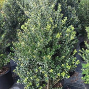 Ilex crenata 'Pyramidalis' Pyramid Holly Shrub  - 1 Gallon Pot (PICK UP SALE)