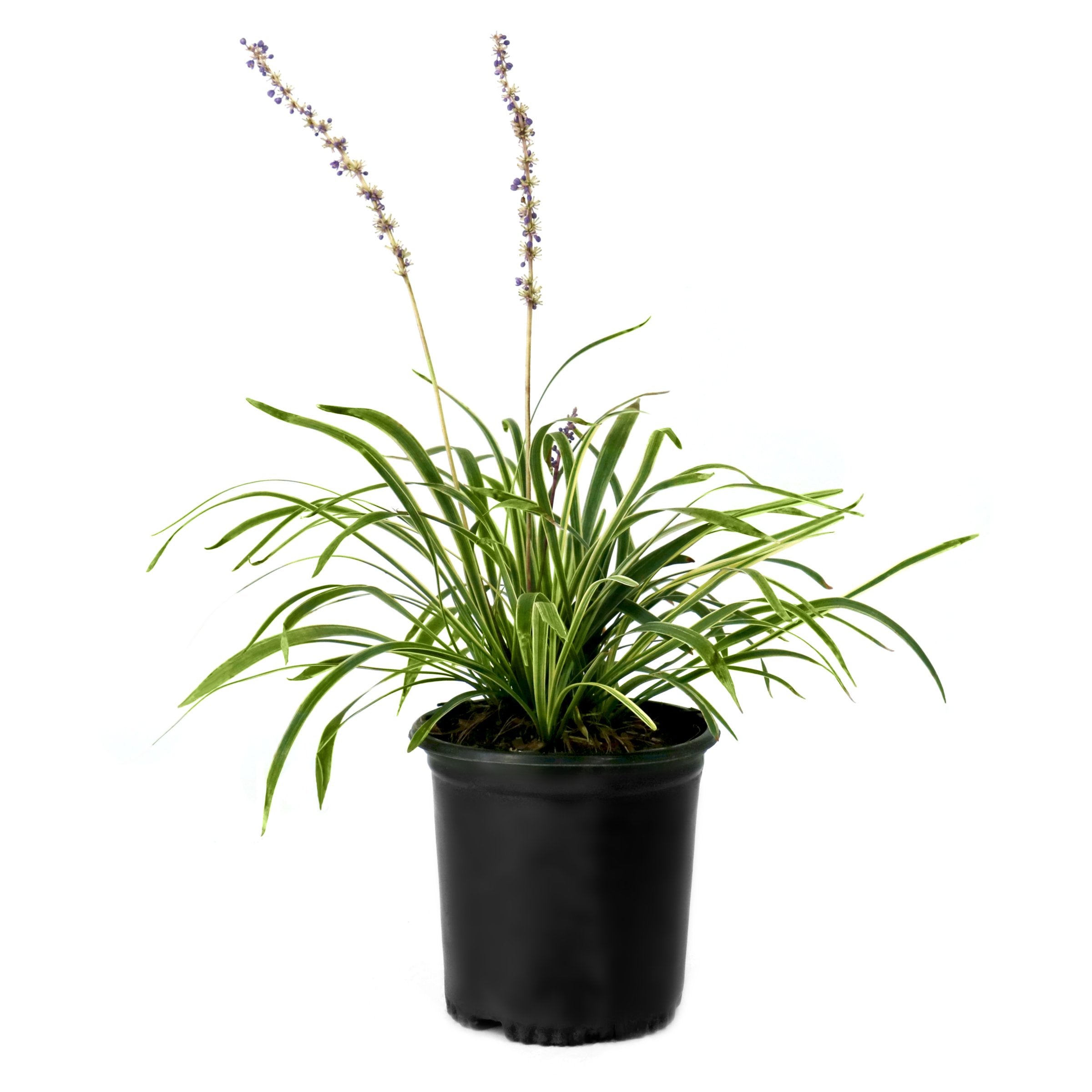 Liriope Silver Dragon - 1 Gallon Pot
