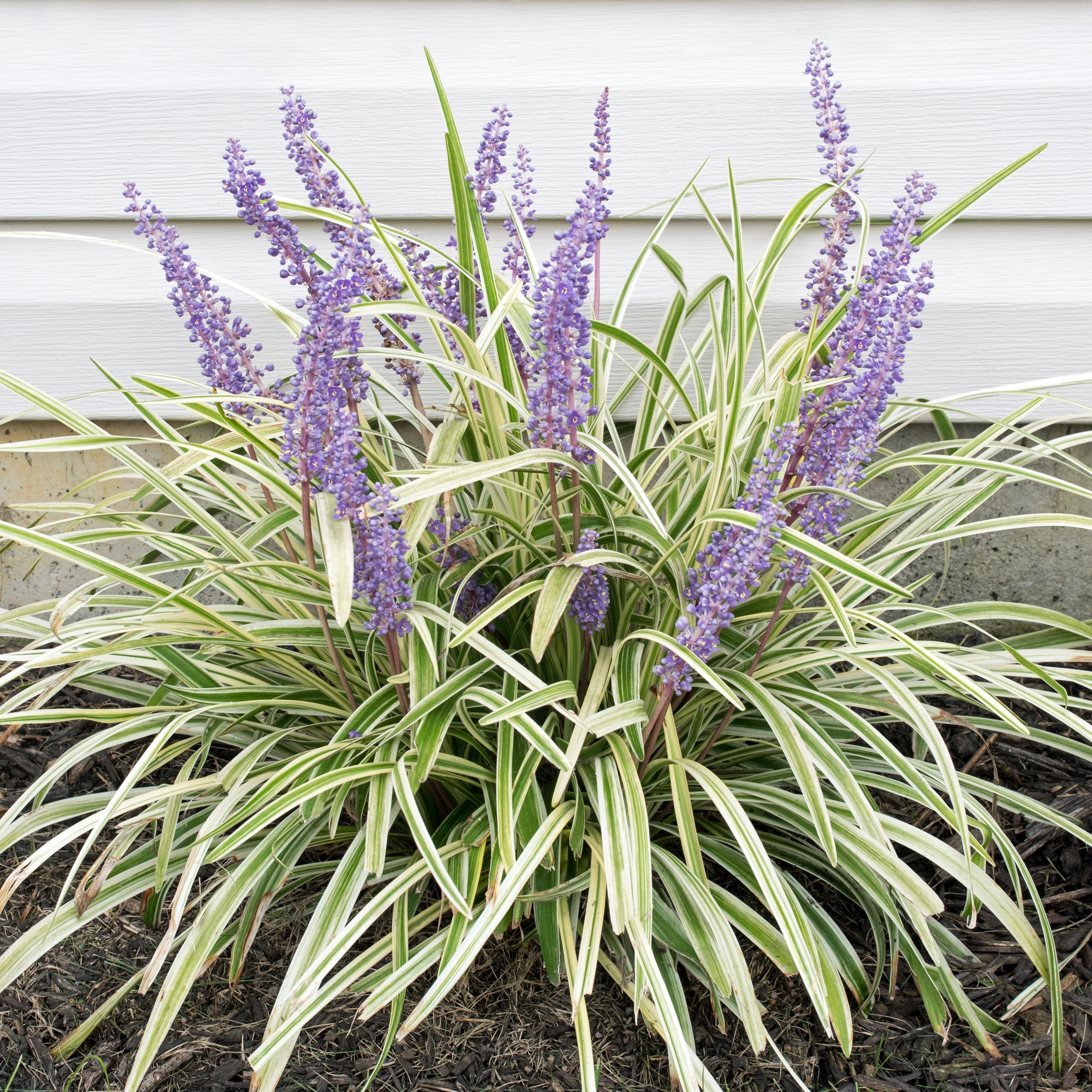 Variegated 'Aztec' Liriope - 4" Pot