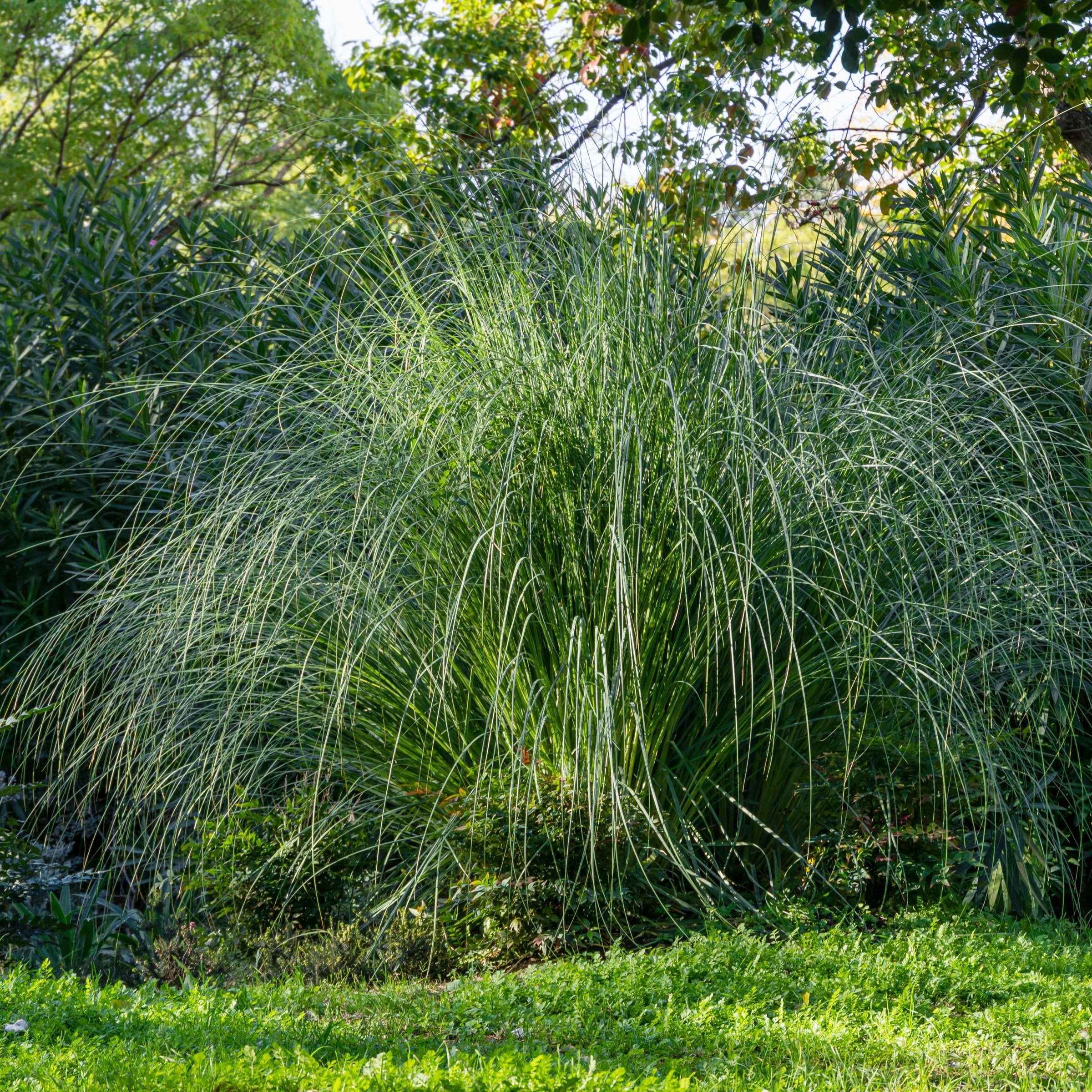 Bandwidth' Miscanthus Maiden Grass - 4" Pot - Plant with Purpose® Collection