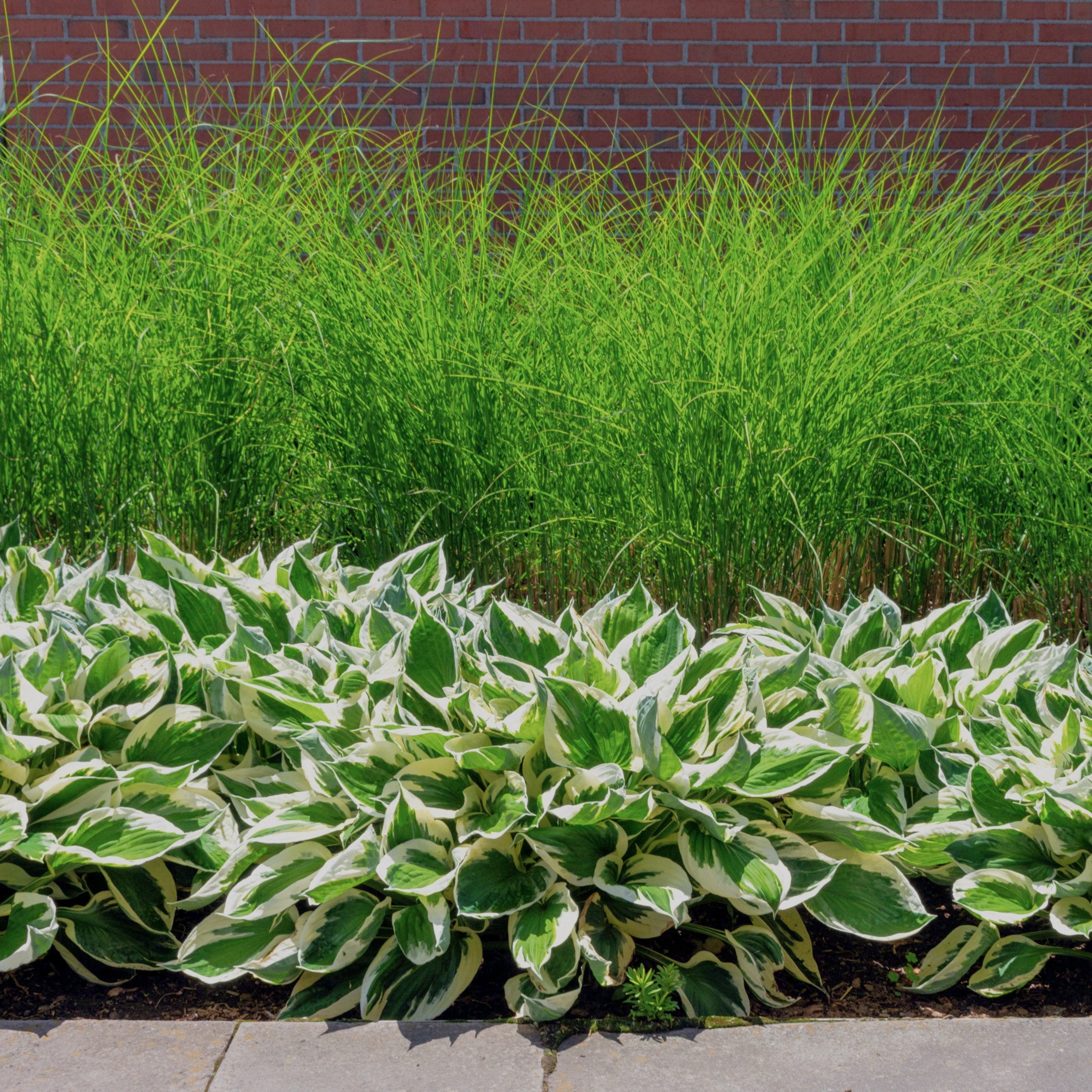 Bandwidth' Miscanthus Maiden Grass - 4" Pot - Plant with Purpose® Collection