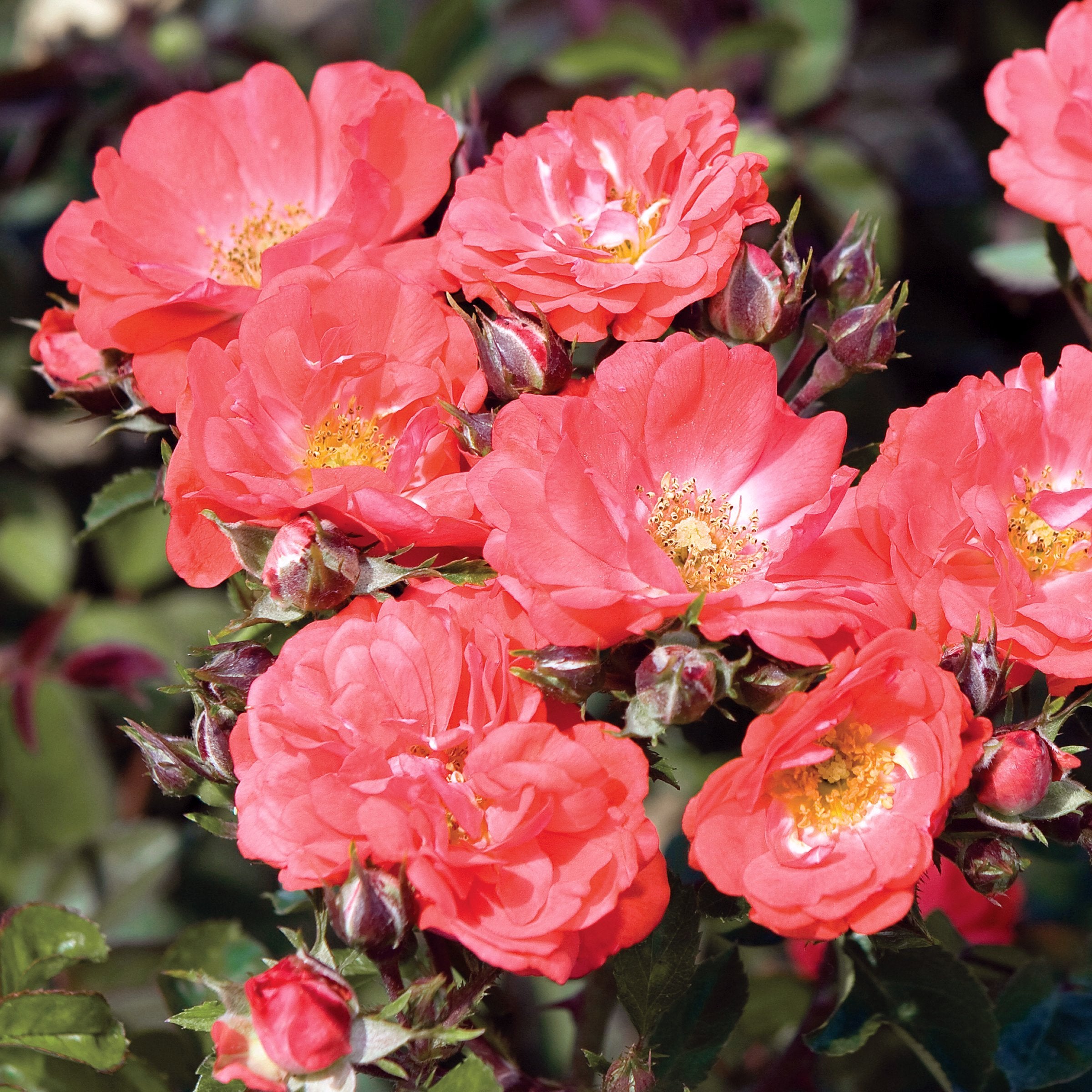 Rose Coral Drift® - 3 Gallon Pot (Pick Up Only)