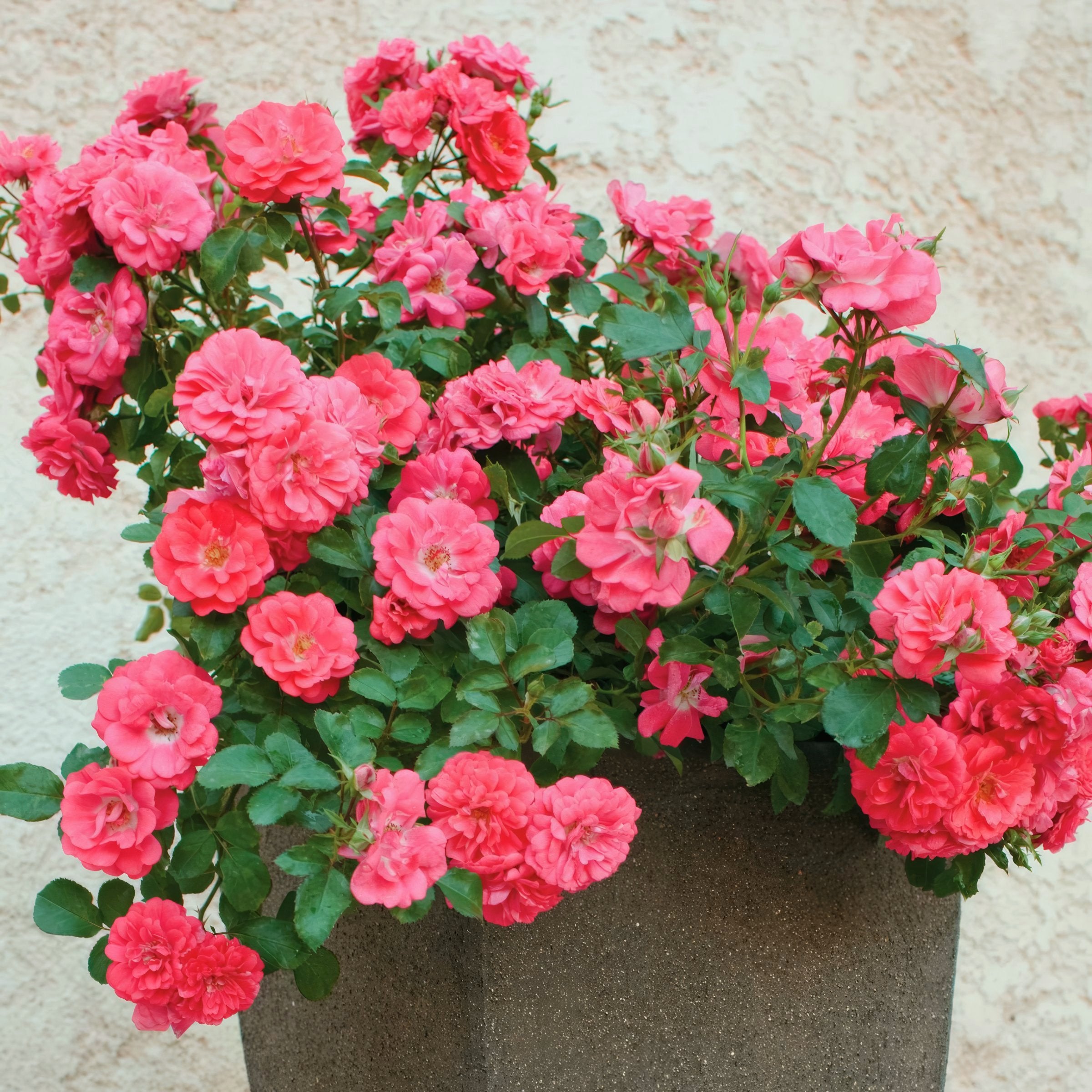 Rose Coral Drift® - 3 Gallon Pot (Pick Up Only)