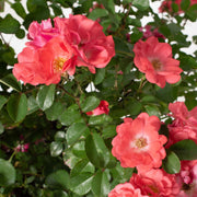 Rose Coral Drift® - 3 Gallon Pot (Pick Up Only)