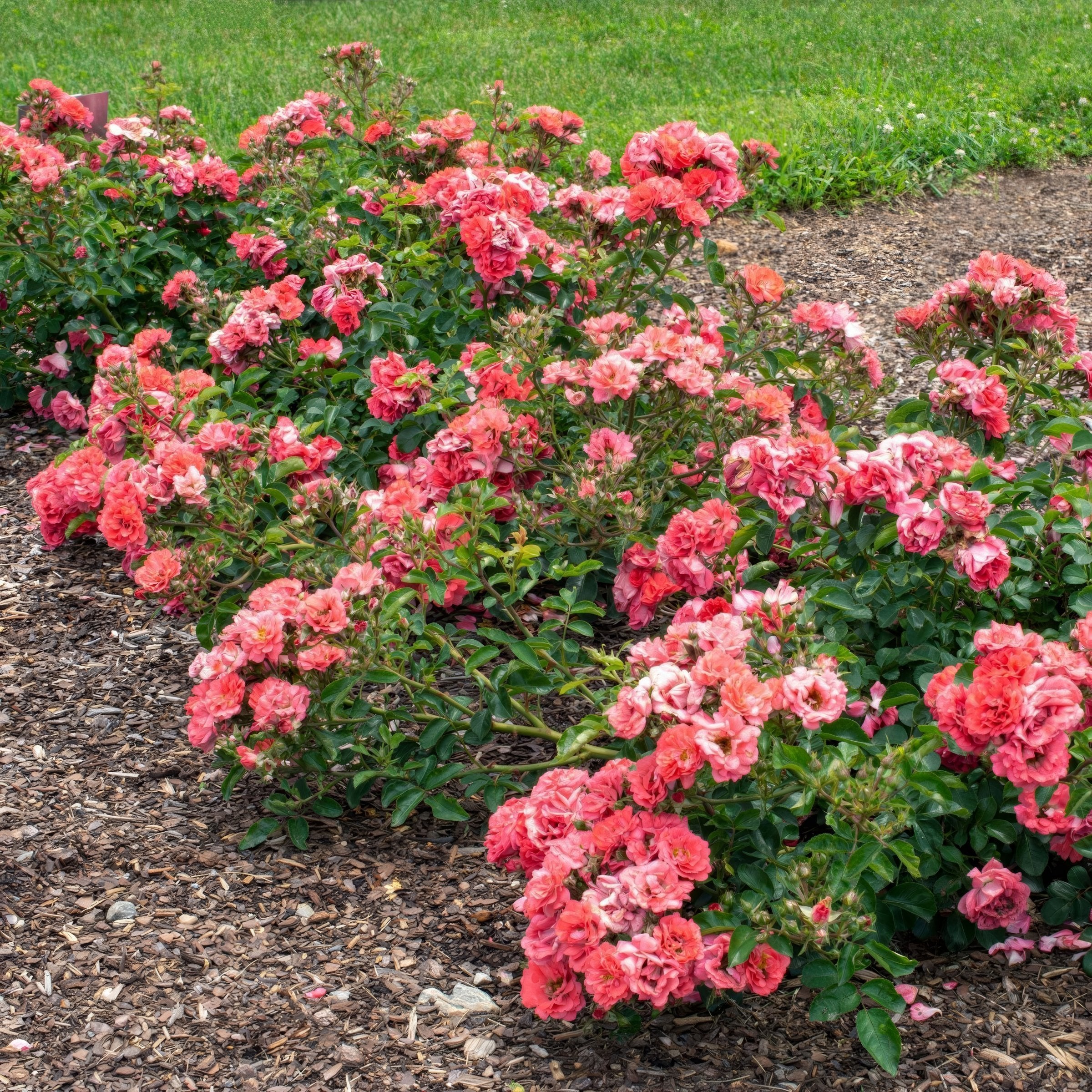 Rose Coral Drift® - 3 Gallon Pot (Pick Up Only)