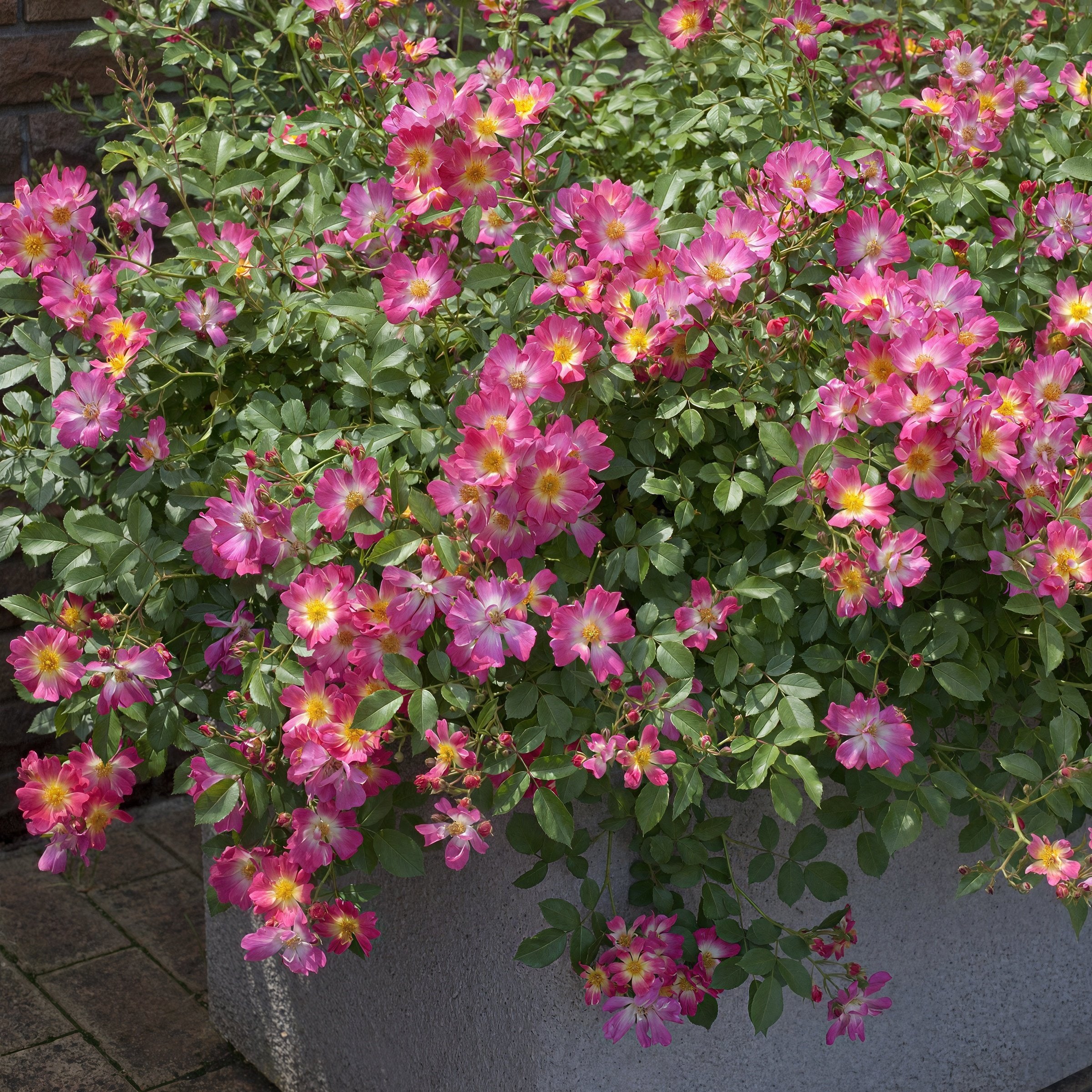Rose Pink Drift® - 3 Gallon (PICK UP SALE)