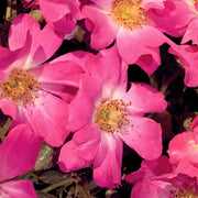 Rose Pink Drift® - 3 Gallon (PICK UP SALE)