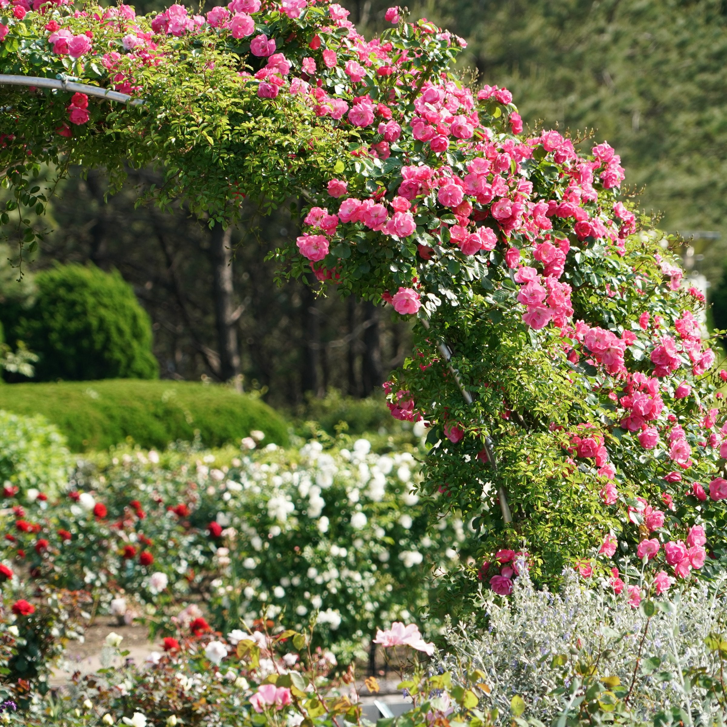 Peggy Martin Climbing Rose - 4" Pot, SPRING PREORDER