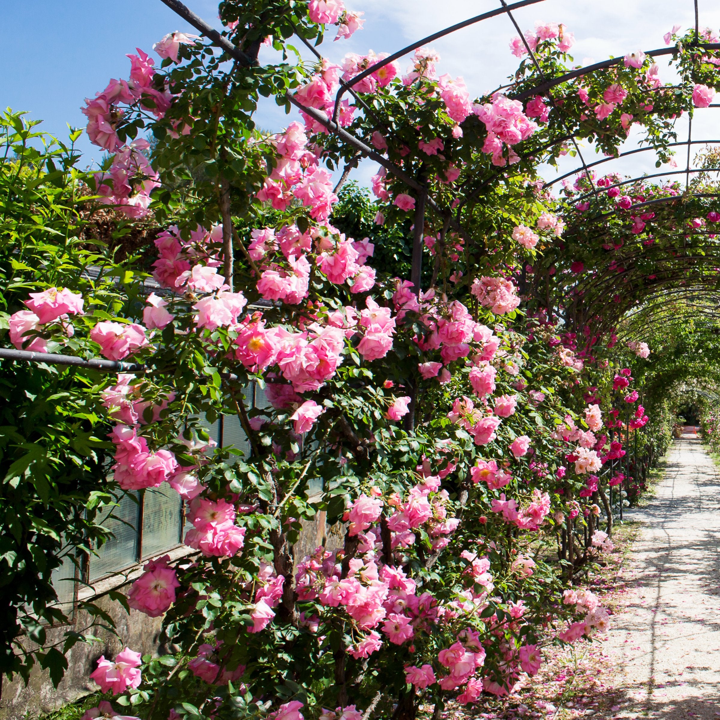 Peggy Martin Climbing Rose - 4" Pot, SPRING PREORDER