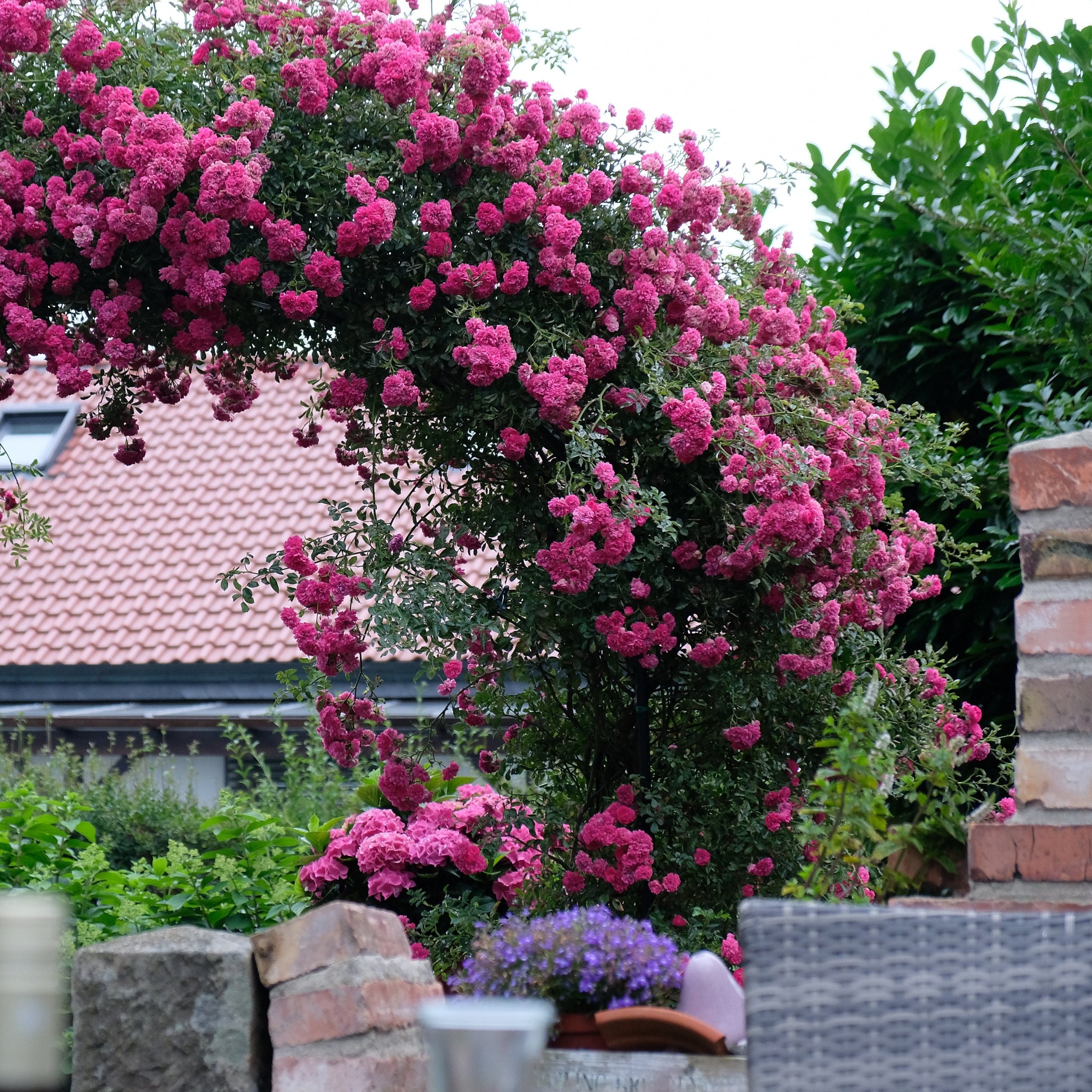 Peggy Martin Climbing Rose - 4" Pot, SPRING PREORDER