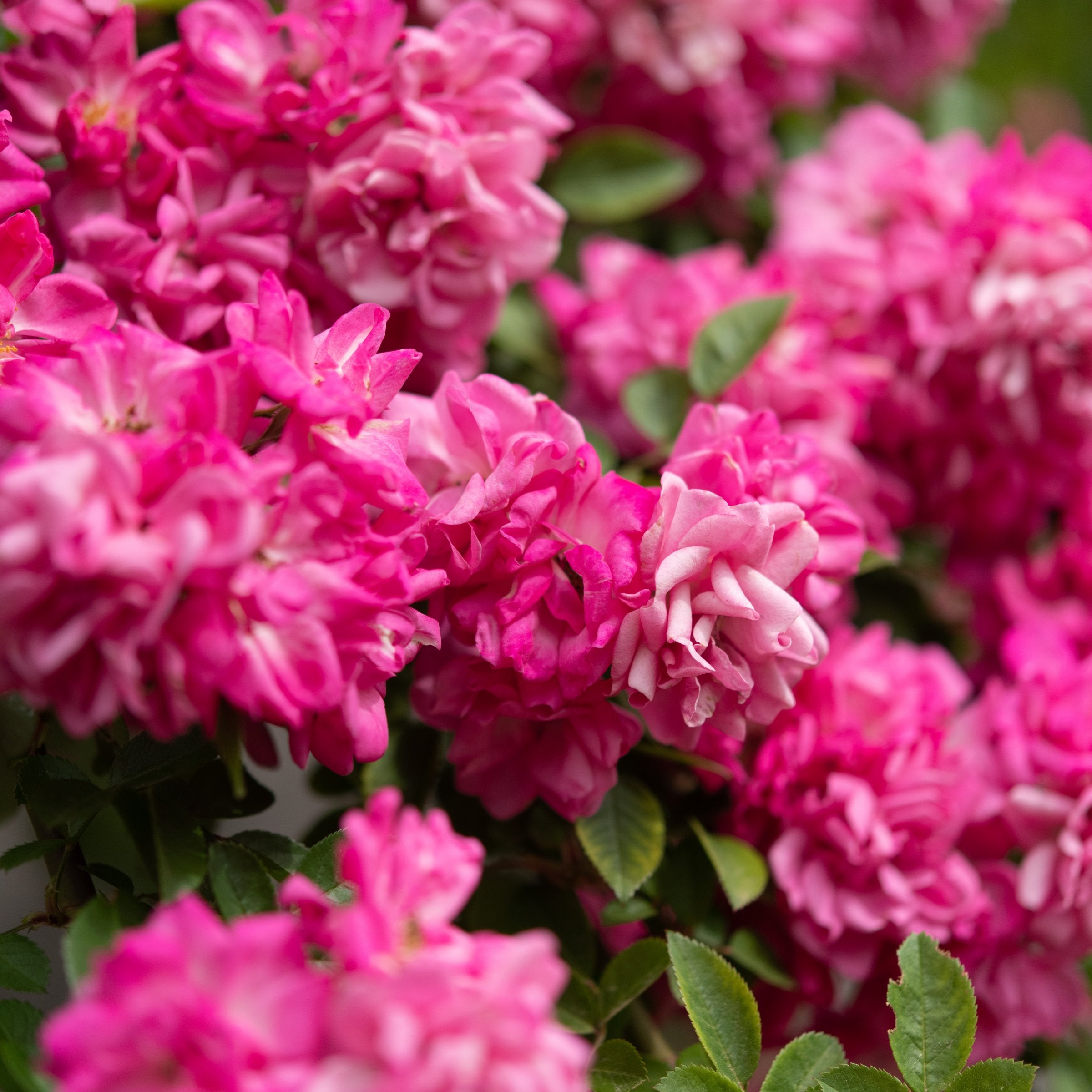 Peggy Martin Climbing Rose - 4" Pot, SPRING PREORDER