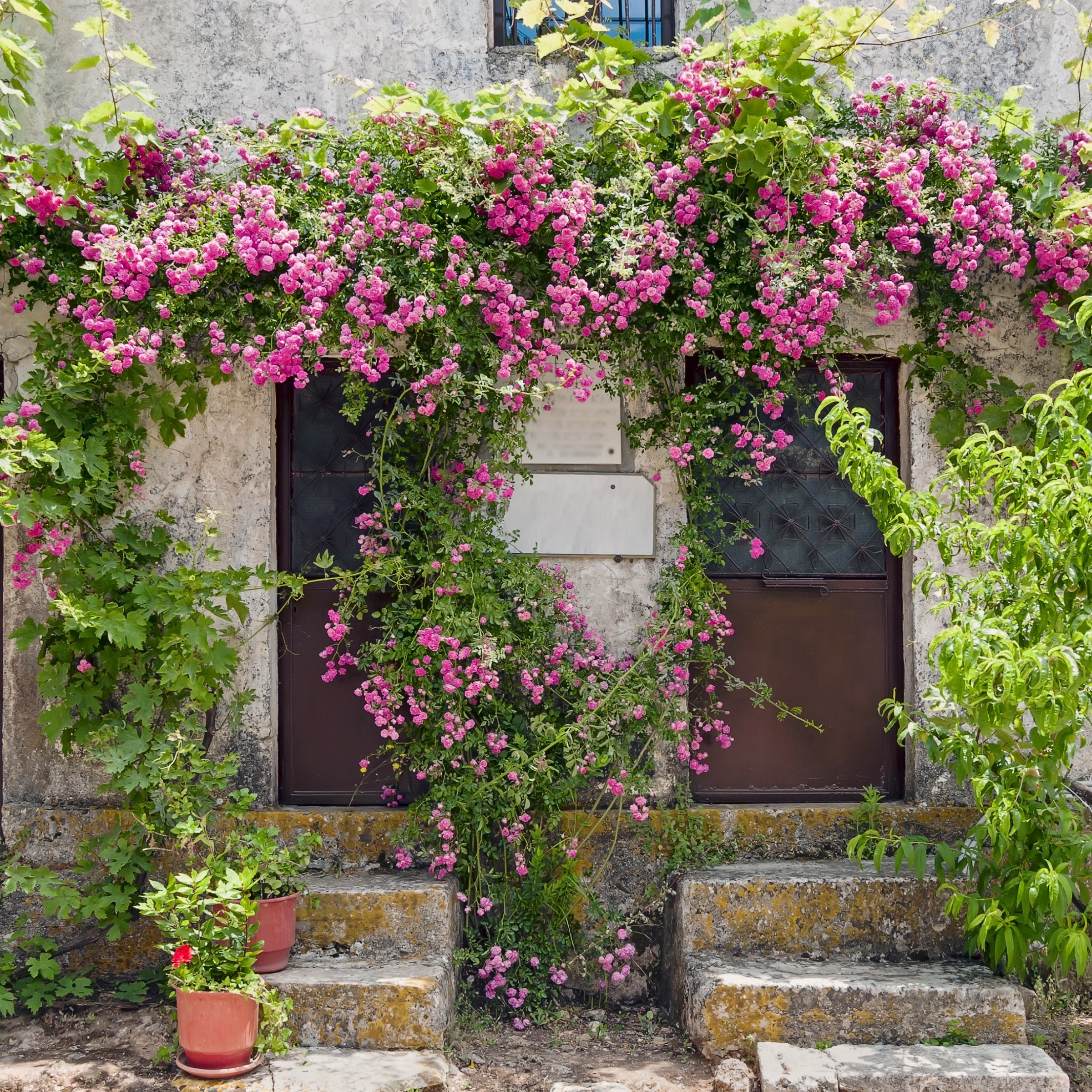 Peggy Martin Climbing Rose - 4" Pot, SPRING PREORDER
