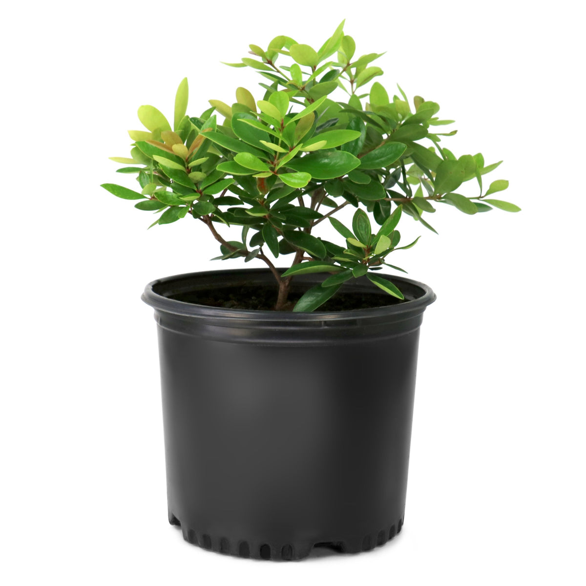 Cleyera Japonica - 3 Gallon Pot