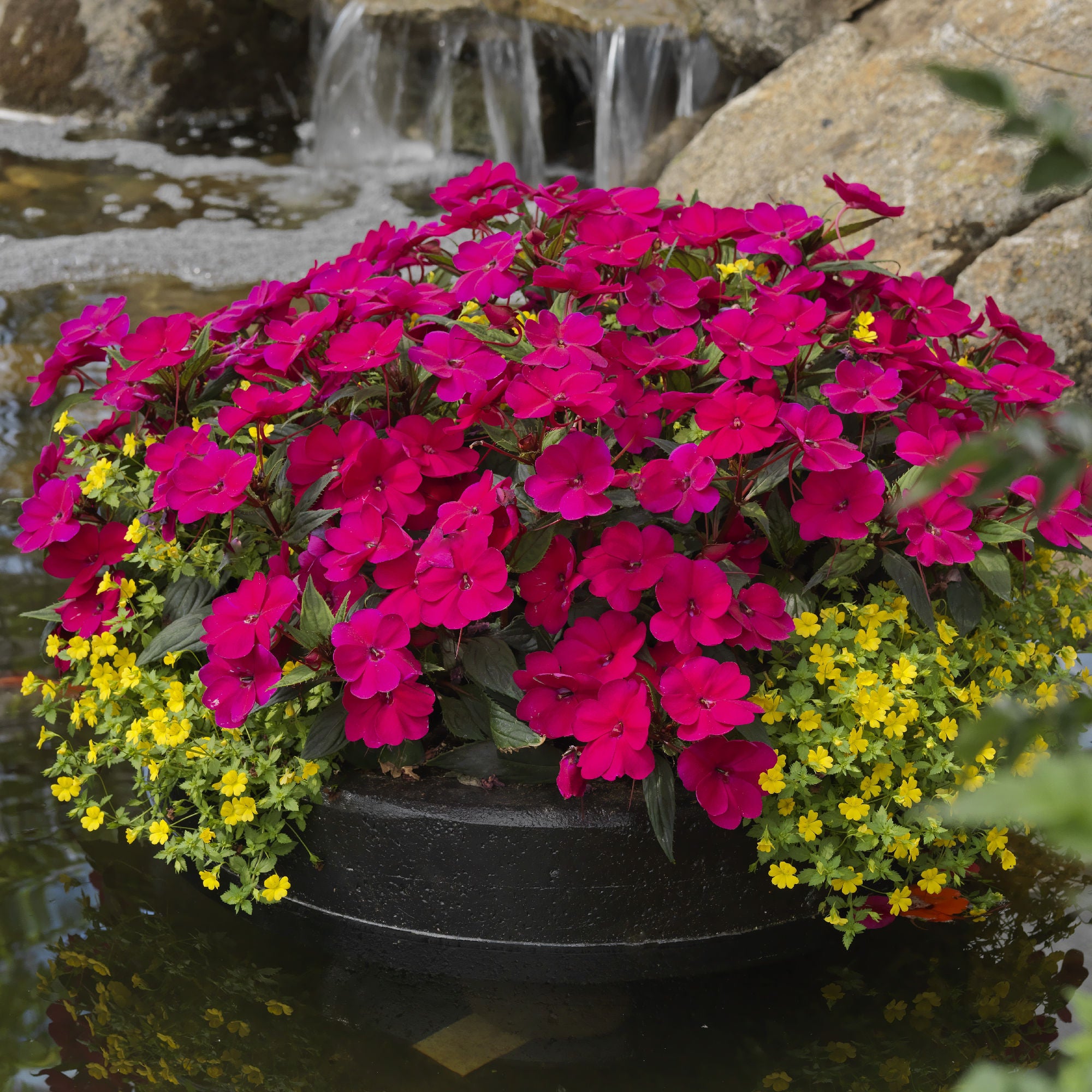 Blush & Blooms SunPatiens® Compact Royal Magenta Improved - 2.5" Pot, SPRING PREORDER