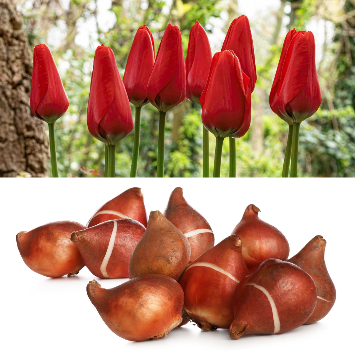 Tulip 'Lucky One' Bulbs - 10 Bulbs