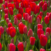 Tulip 'Lucky One' Bulbs - 10 Bulbs