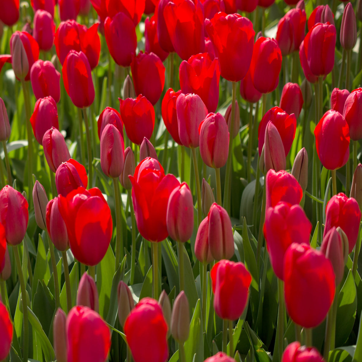 Tulip 'Lucky One' Bulbs - 10 Bulbs