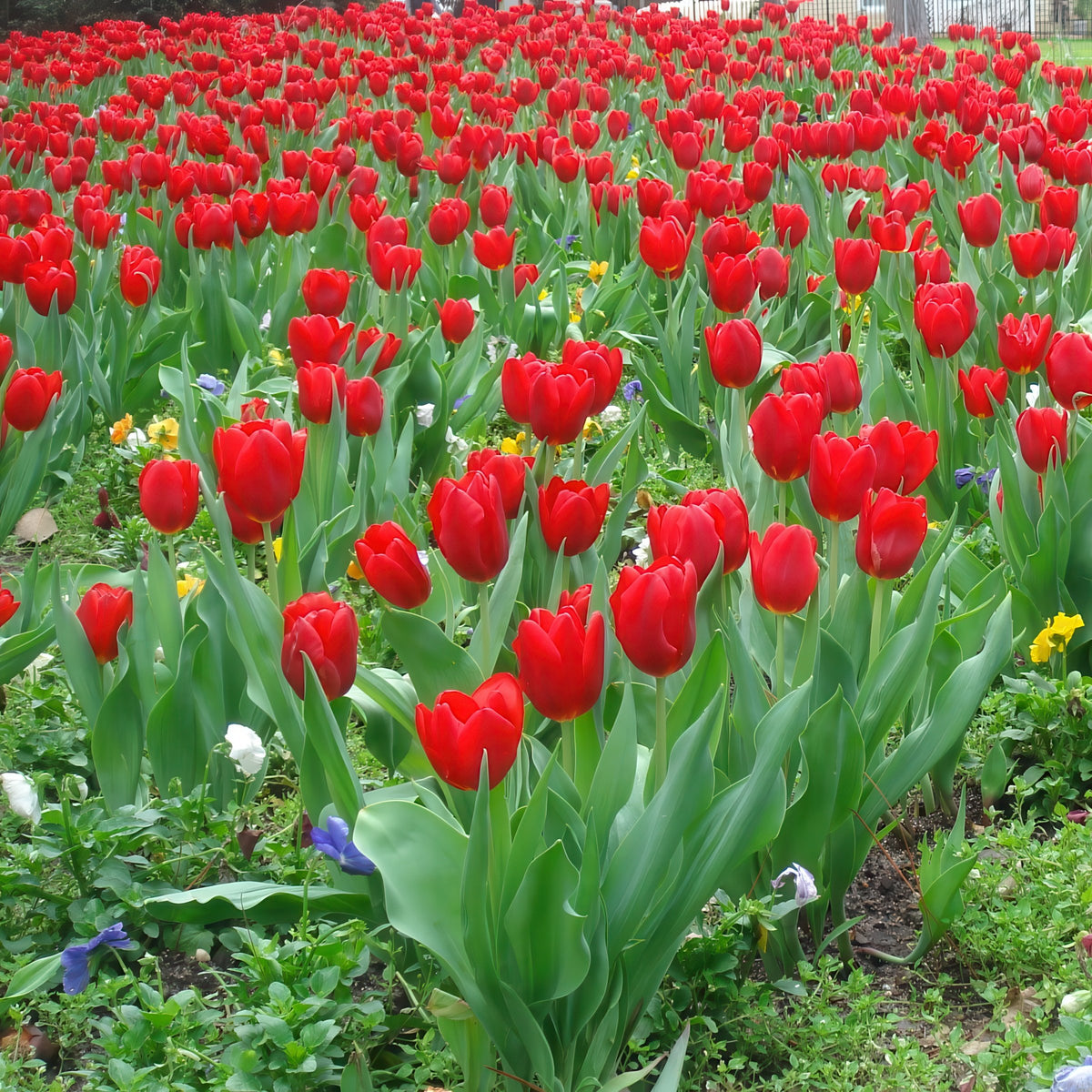 Tulip 'Lucky One' Bulbs - 10 Bulbs