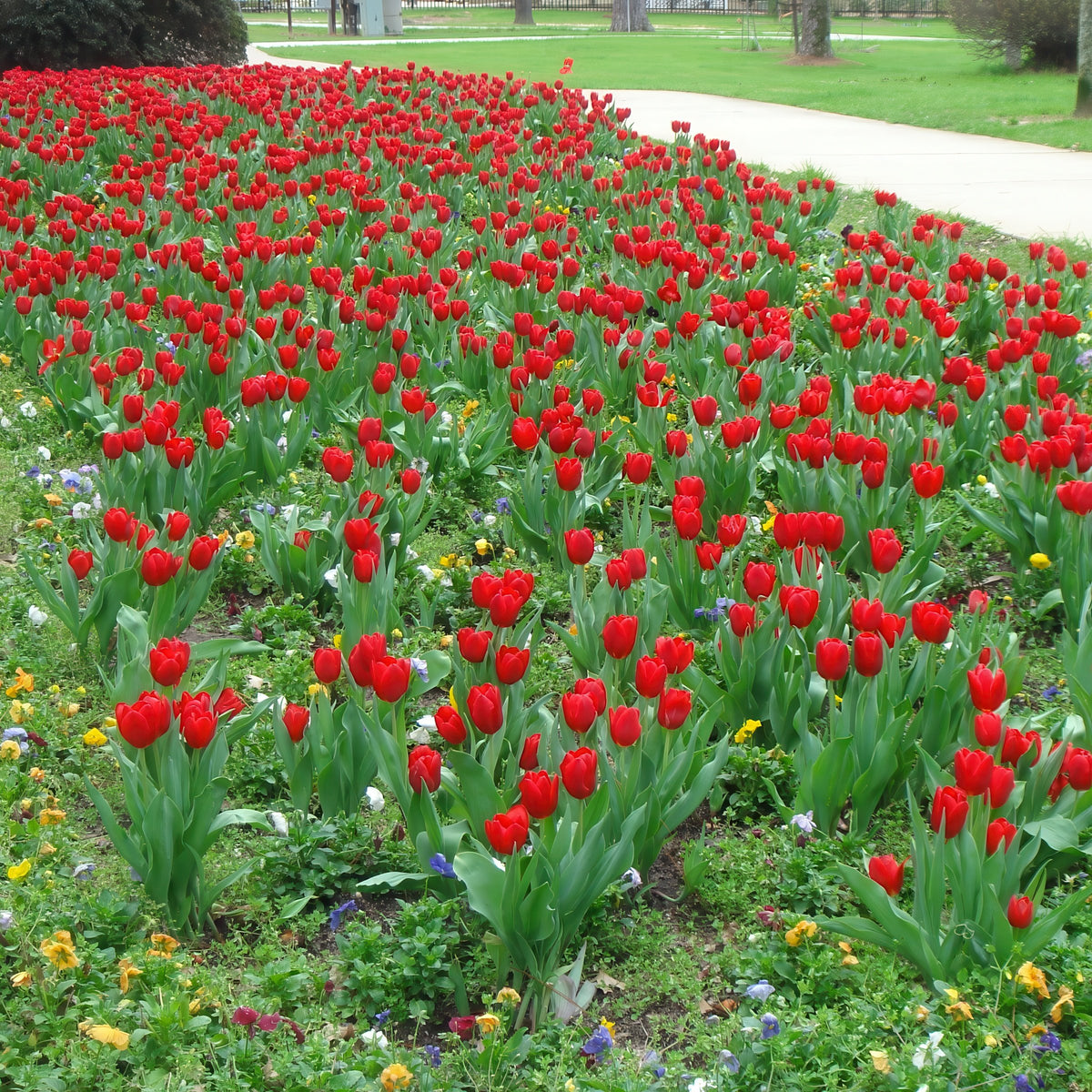 Tulip 'Lucky One' Bulbs - 10 Bulbs