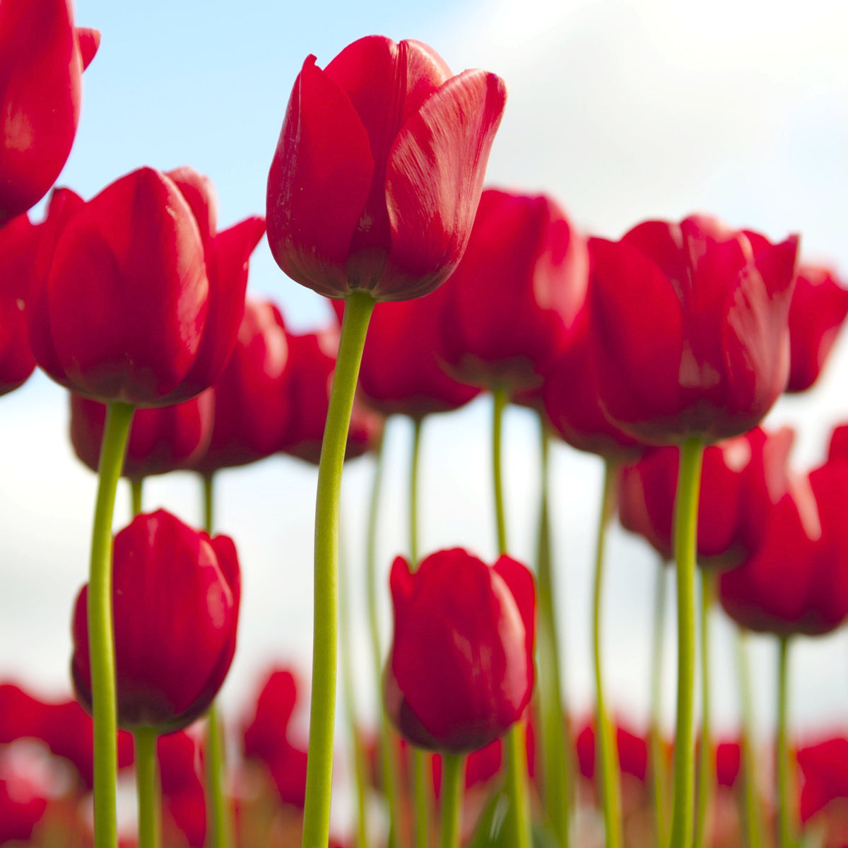 Tulip 'Lucky One' Bulbs - 10 Bulbs