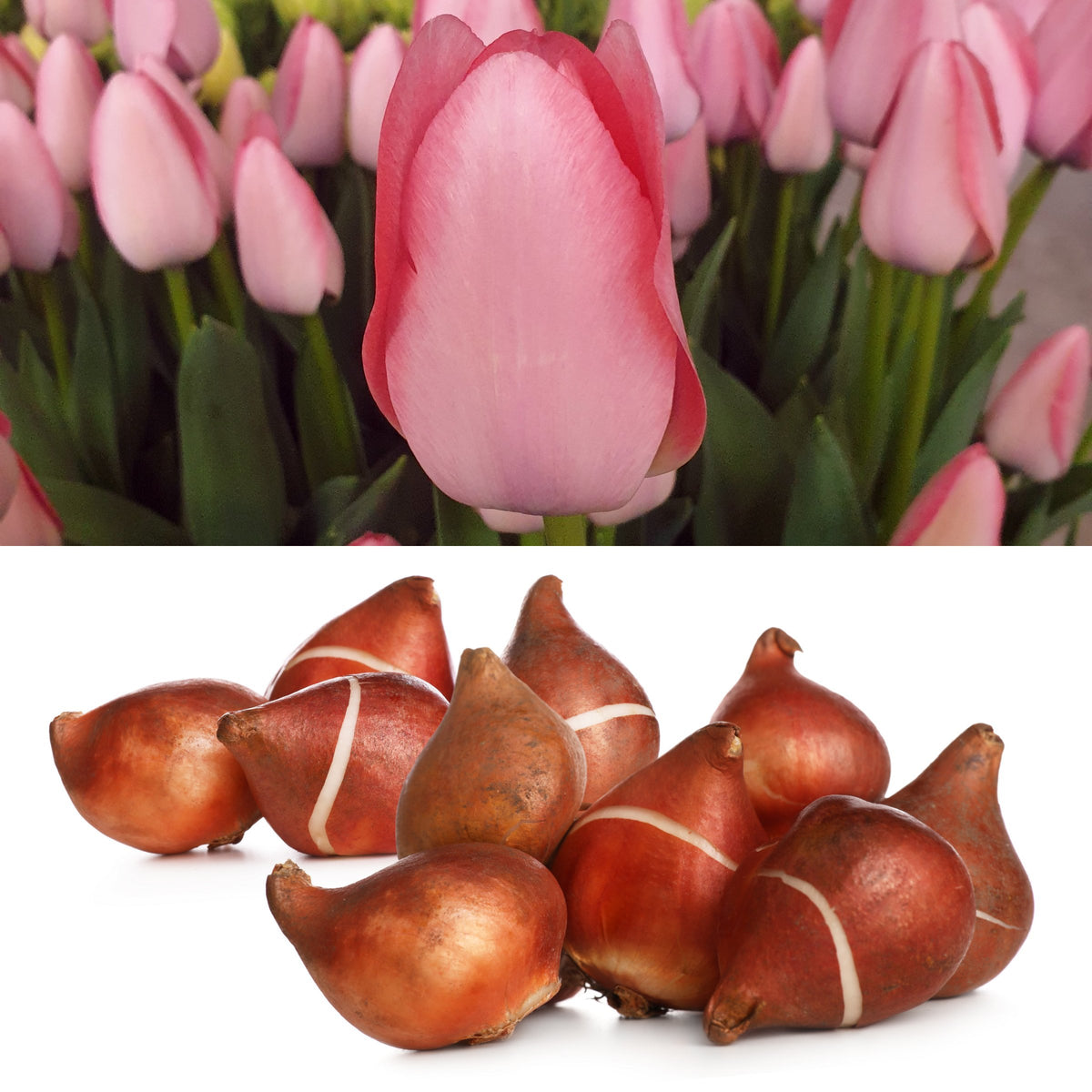 Tulip 'Bella Blush' Bulbs - 10 Bulbs