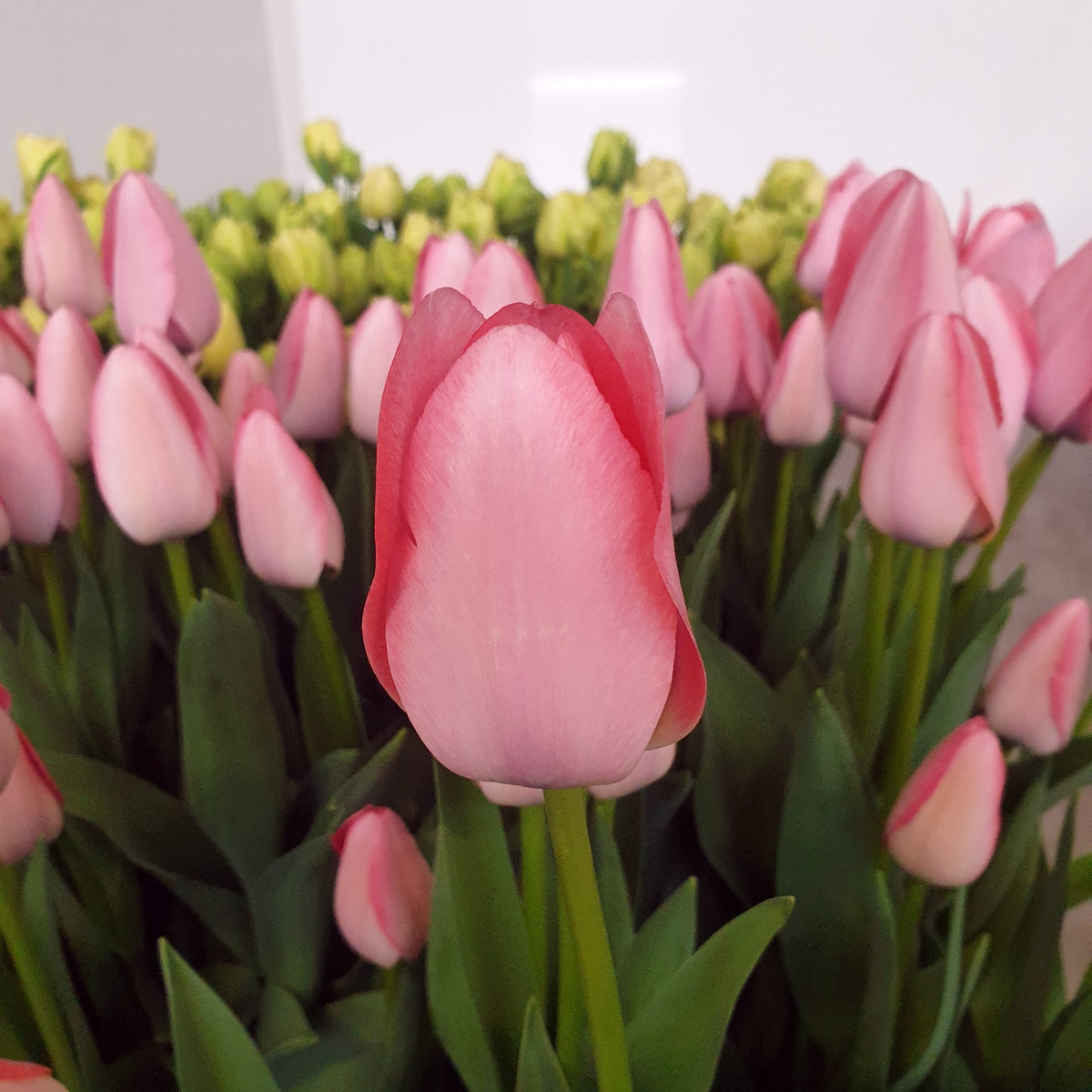 Tulip 'Bella Blush' Bulbs - 10 Bulbs