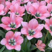 Tulip 'Bella Blush' Bulbs - 10 Bulbs