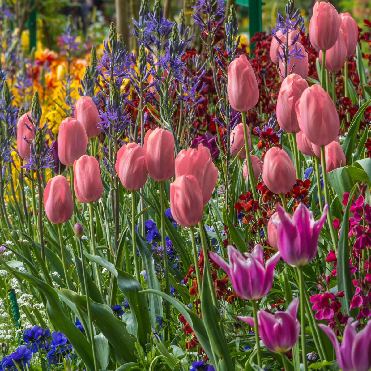 Tulip 'Bella Blush' Bulbs - 10 Bulbs