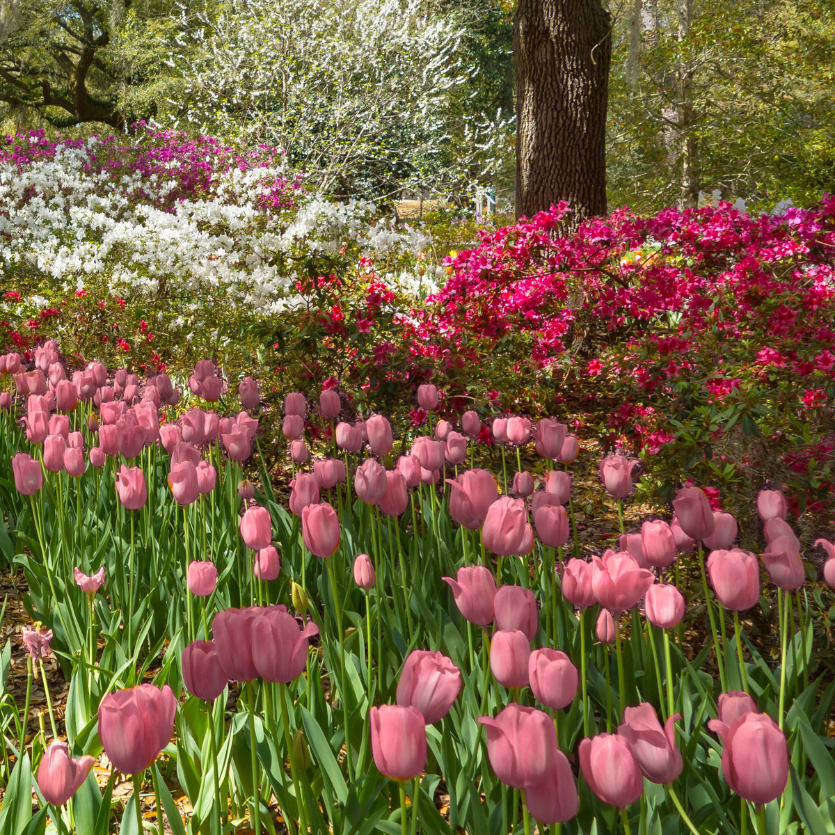 Tulip 'Bella Blush' Bulbs - 10 Bulbs