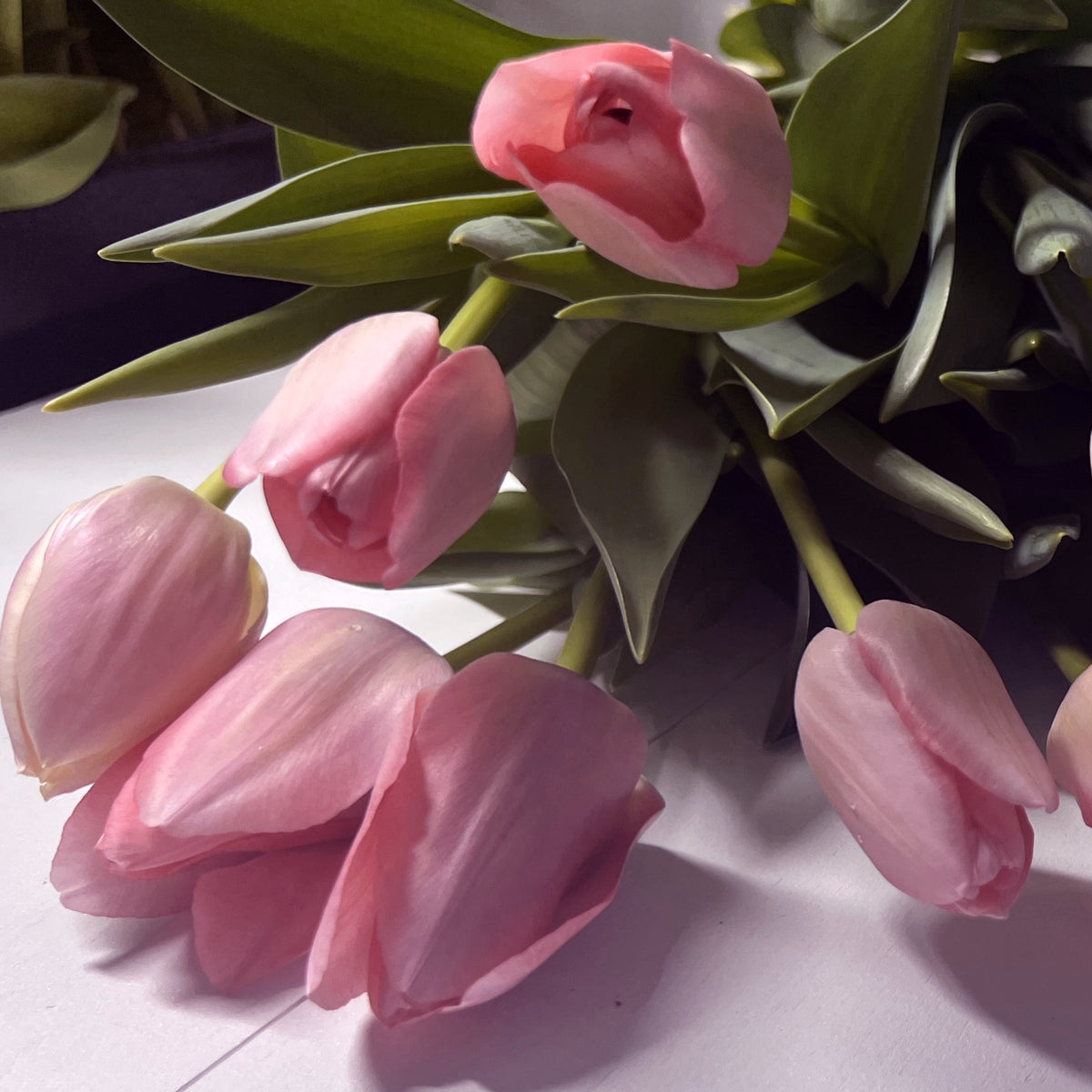 Tulip 'Bella Blush' Bulbs - 10 Bulbs