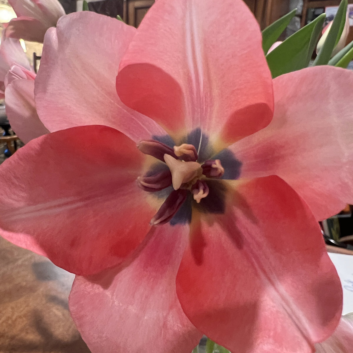 Tulip 'Bella Blush' Bulbs - 10 Bulbs