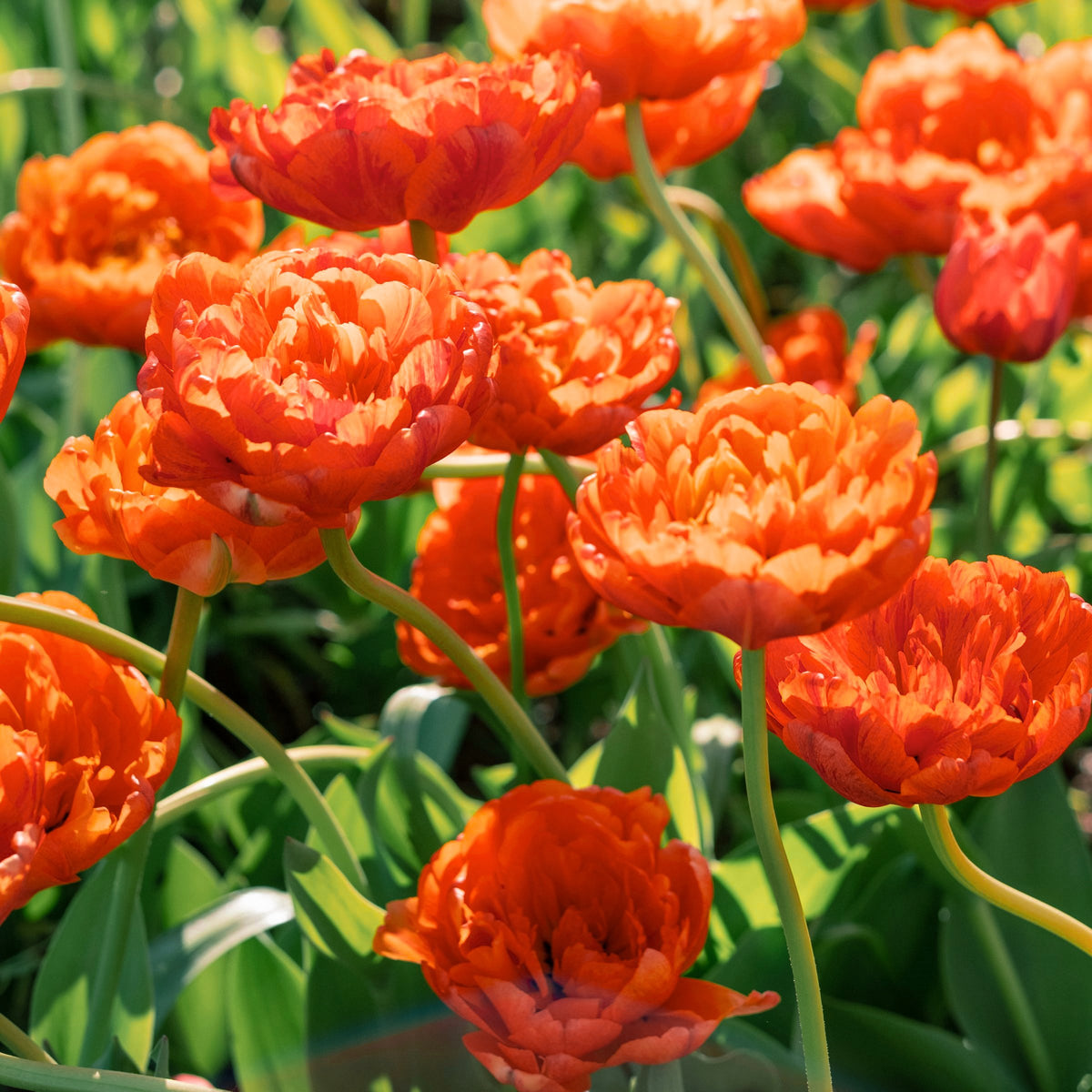Tulip 'Caracas' Bulbs - 10 Bulbs