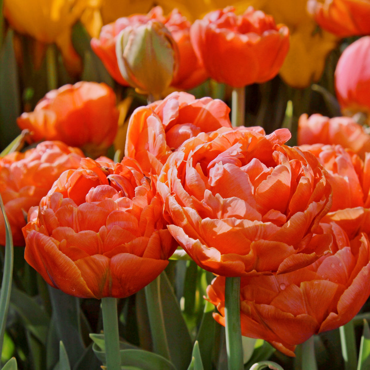 Tulip 'Caracas' Bulbs - 10 Bulbs