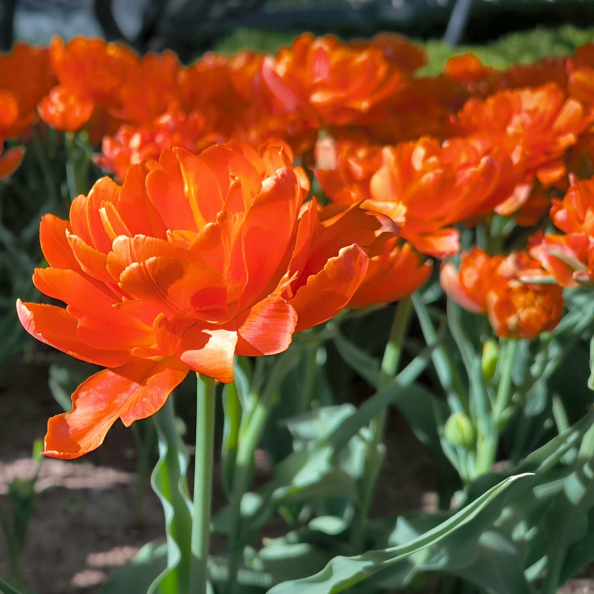 Tulip 'Caracas' Bulbs - 10 Bulbs