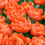 Tulip 'Caracas' Bulbs - 10 Bulbs