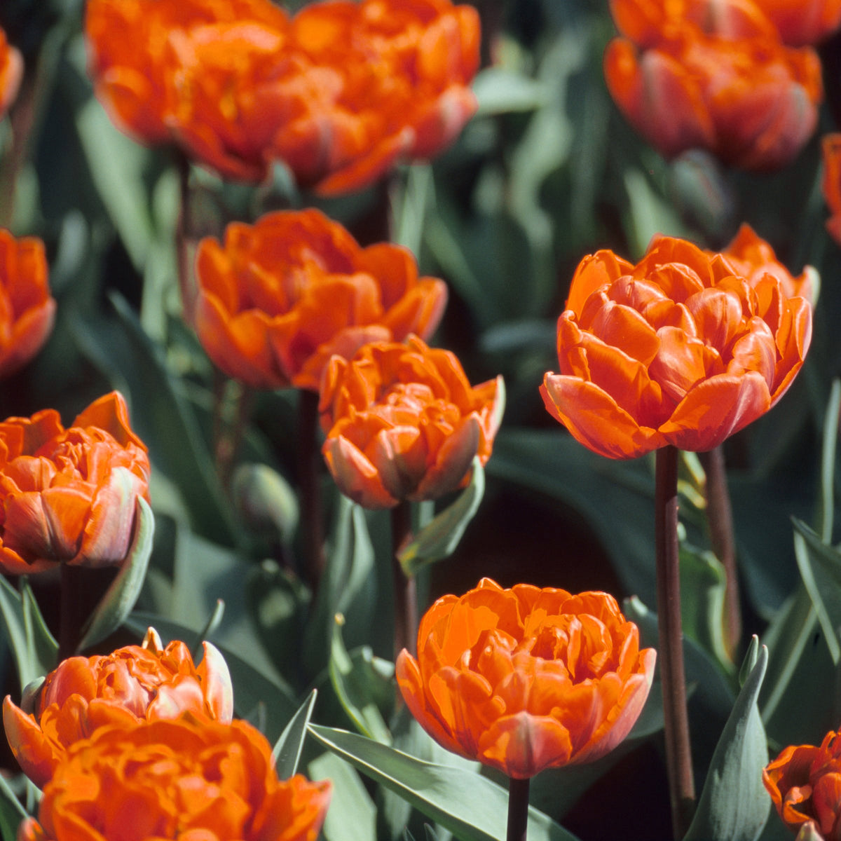 Tulip 'Caracas' Bulbs - 10 Bulbs