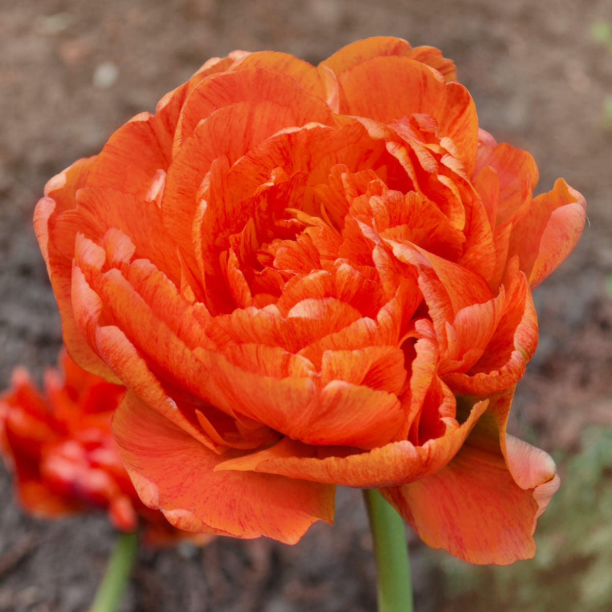 Tulip 'Caracas' Bulbs - 10 Bulbs