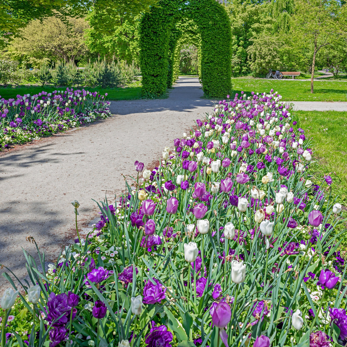 Tulip Color Blend Mix Bulbs - 10 Bulbs