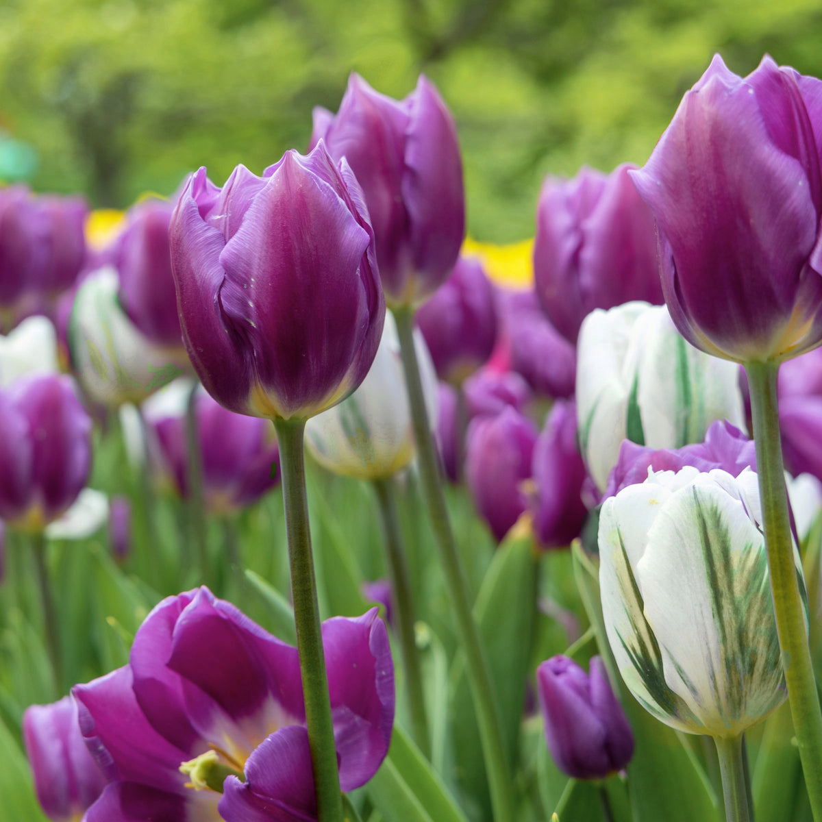 Tulip Color Blend Mix Bulbs - 10 Bulbs