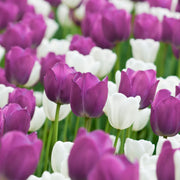 Tulip Color Blend Mix Bulbs - 10 Bulbs