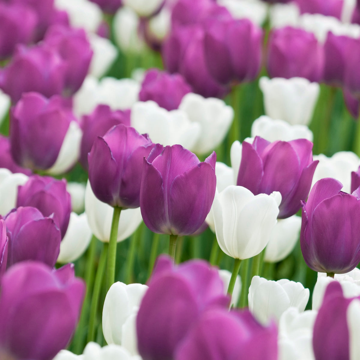 Tulip Color Blend Mix Bulbs - 10 Bulbs