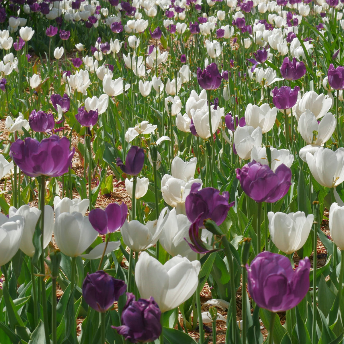 Tulip Color Blend Mix Bulbs - 10 Bulbs
