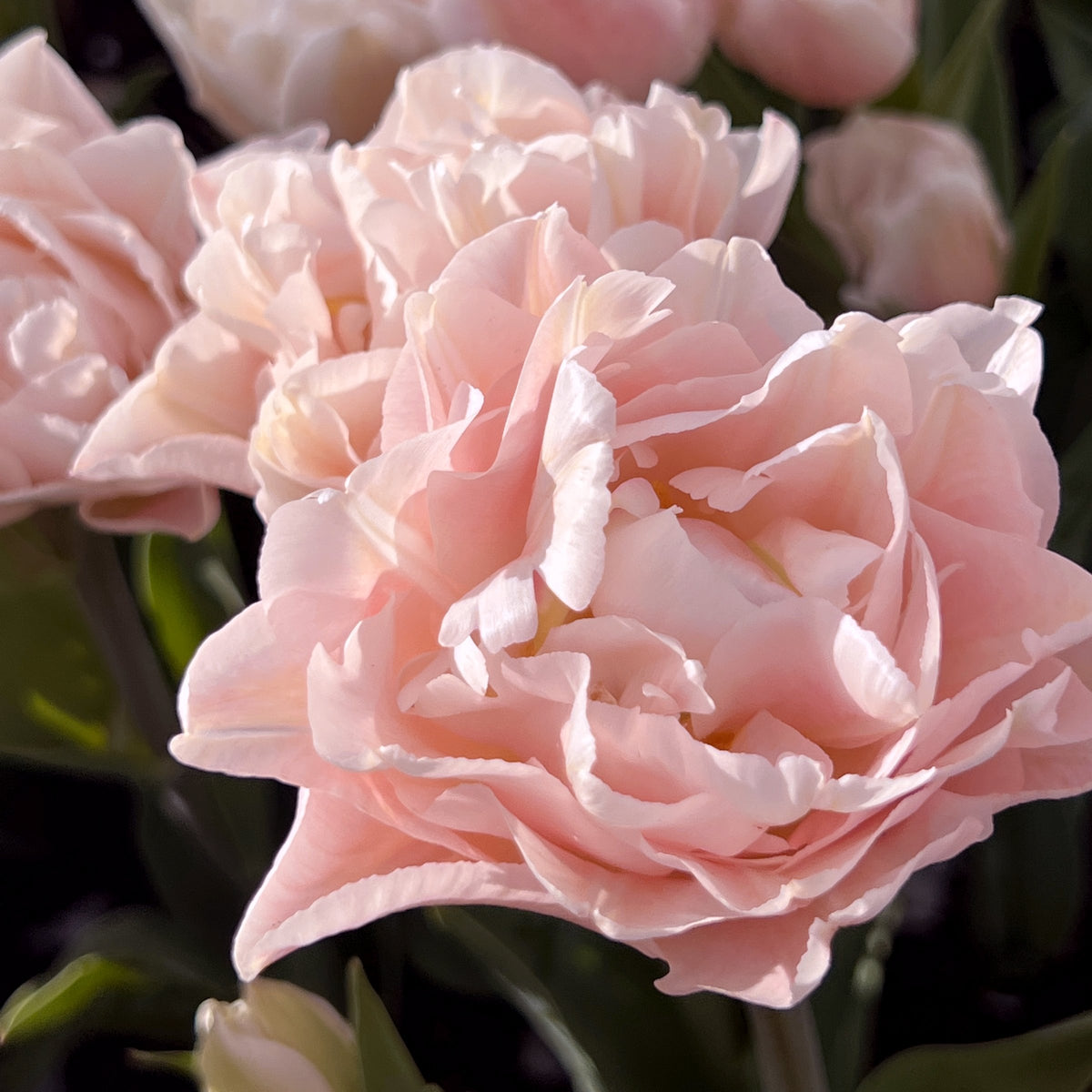 Tulip 'Dreamer' Bulbs - 10 Bulbs