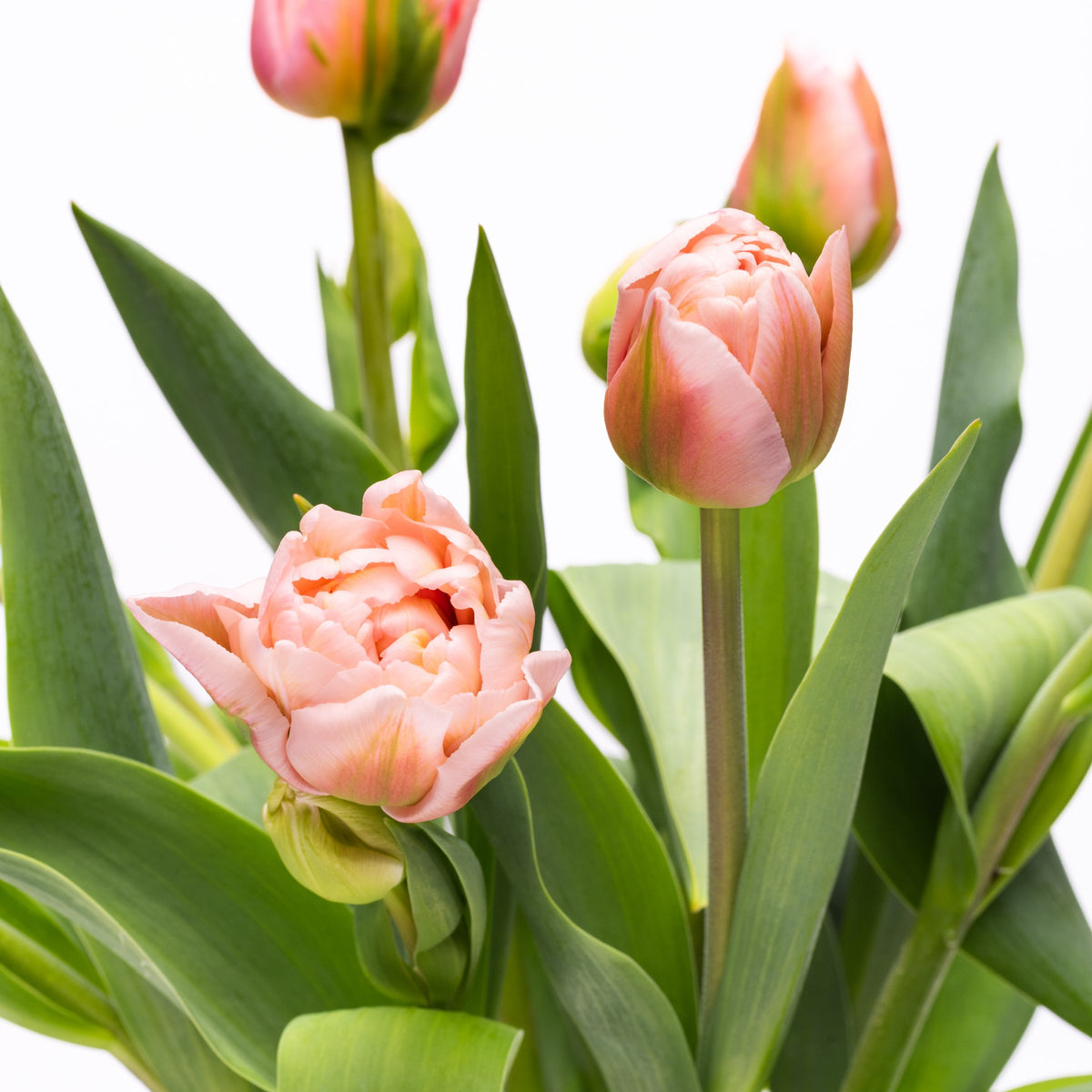 Tulip 'Dreamer' Bulbs - 10 Bulbs
