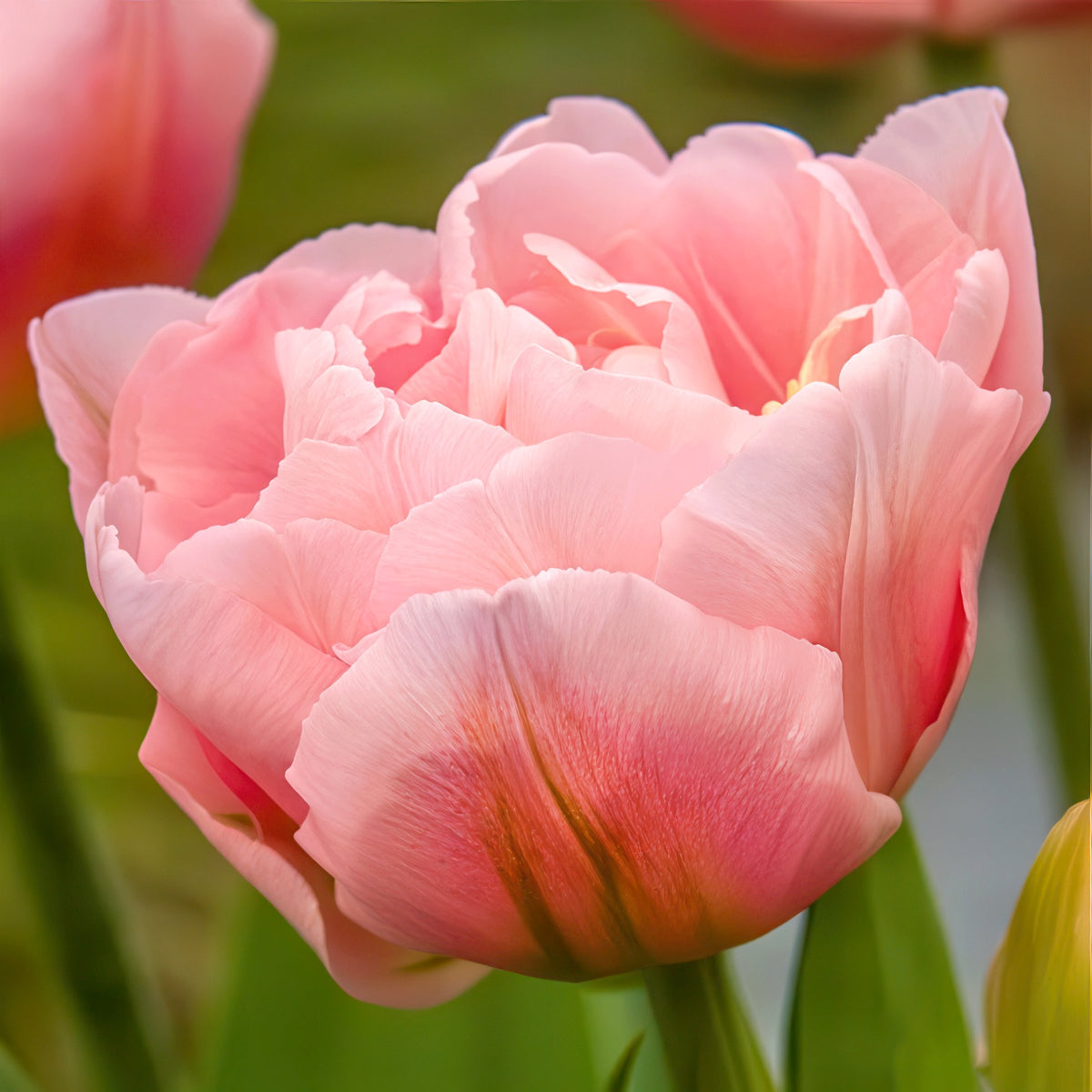 Tulip 'Dreamer' Bulbs - 10 Bulbs