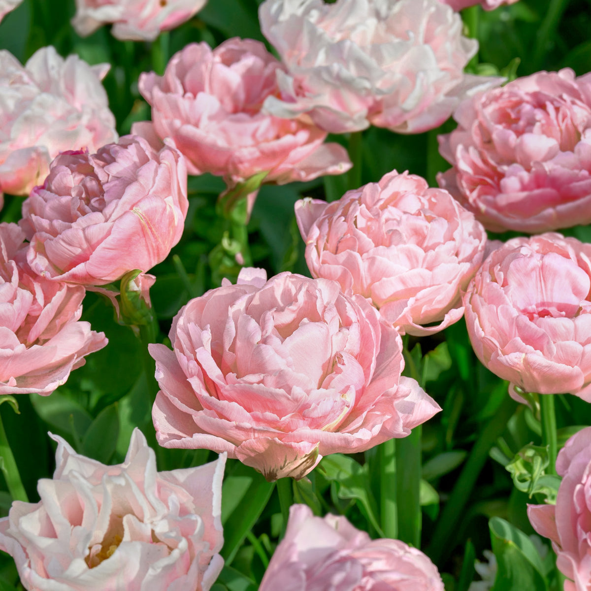 Tulip 'Dreamer' Bulbs - 10 Bulbs